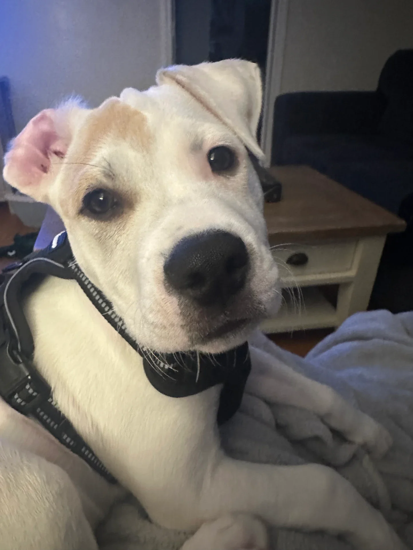 Close-up of a light-colored dog with dark eyes and a black nose, wearing a harness, sitting indoors near a person wearing gray sweatpants.