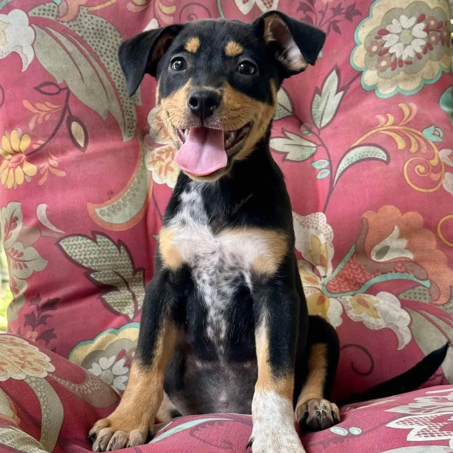 A happy black and tan puppy with a white chest and paws sitting on a colorful, floral-patterned couch.