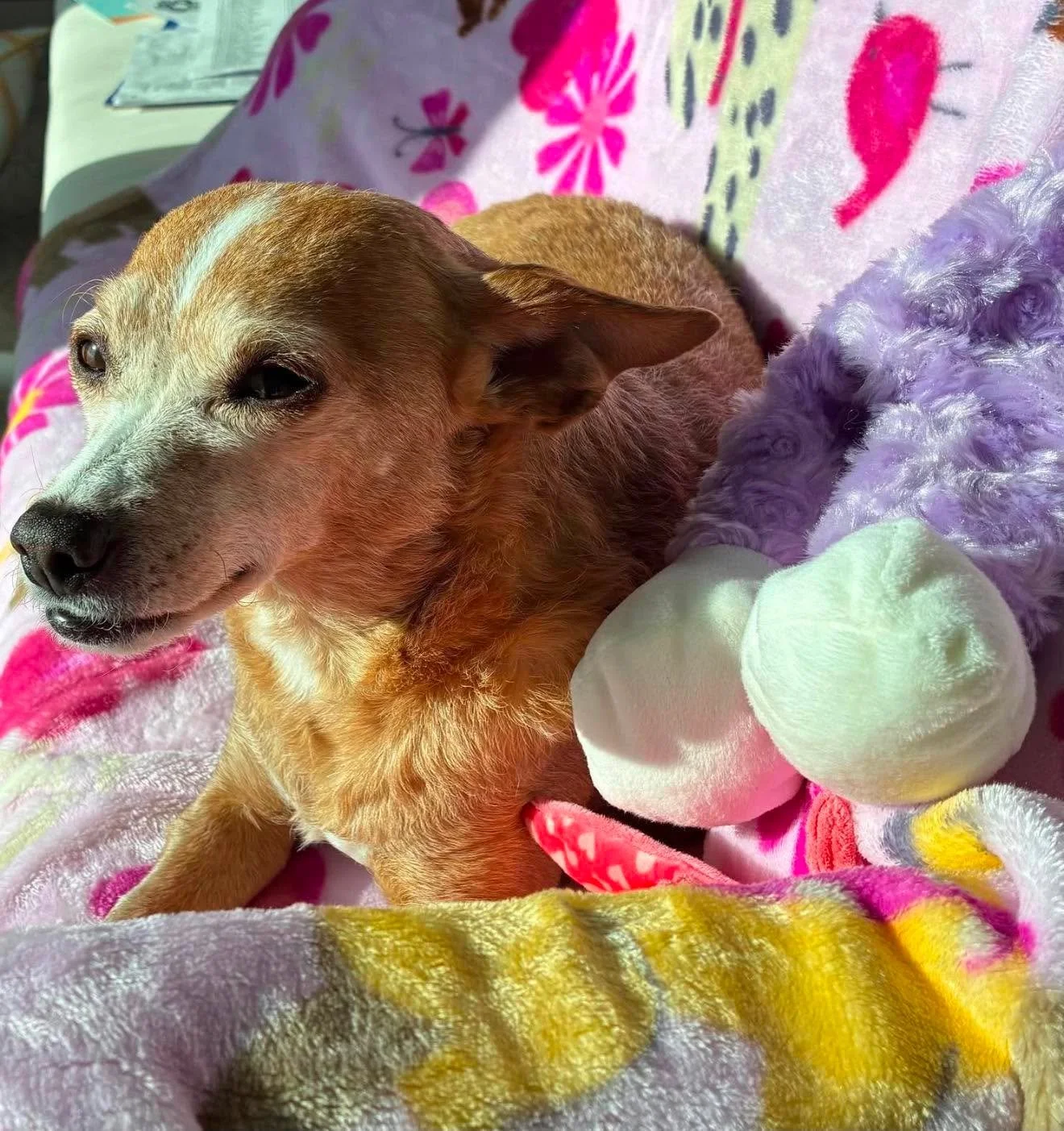 A small dog with light brown fur and a white streak on its forehead, resting on a colorful blanket. Next to the dog is a purple plush toy with large white feet and a round head, resembling a stuffed animal.