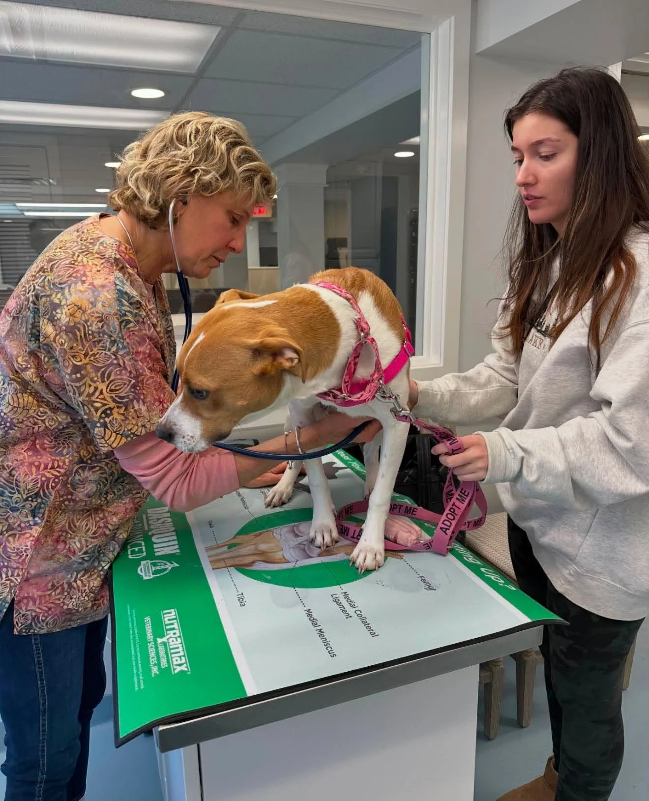 A veterinarian and a woman are examining a dog on an inspection table at a veterinary clinic, with a large anatomical chart underneath the dog.
