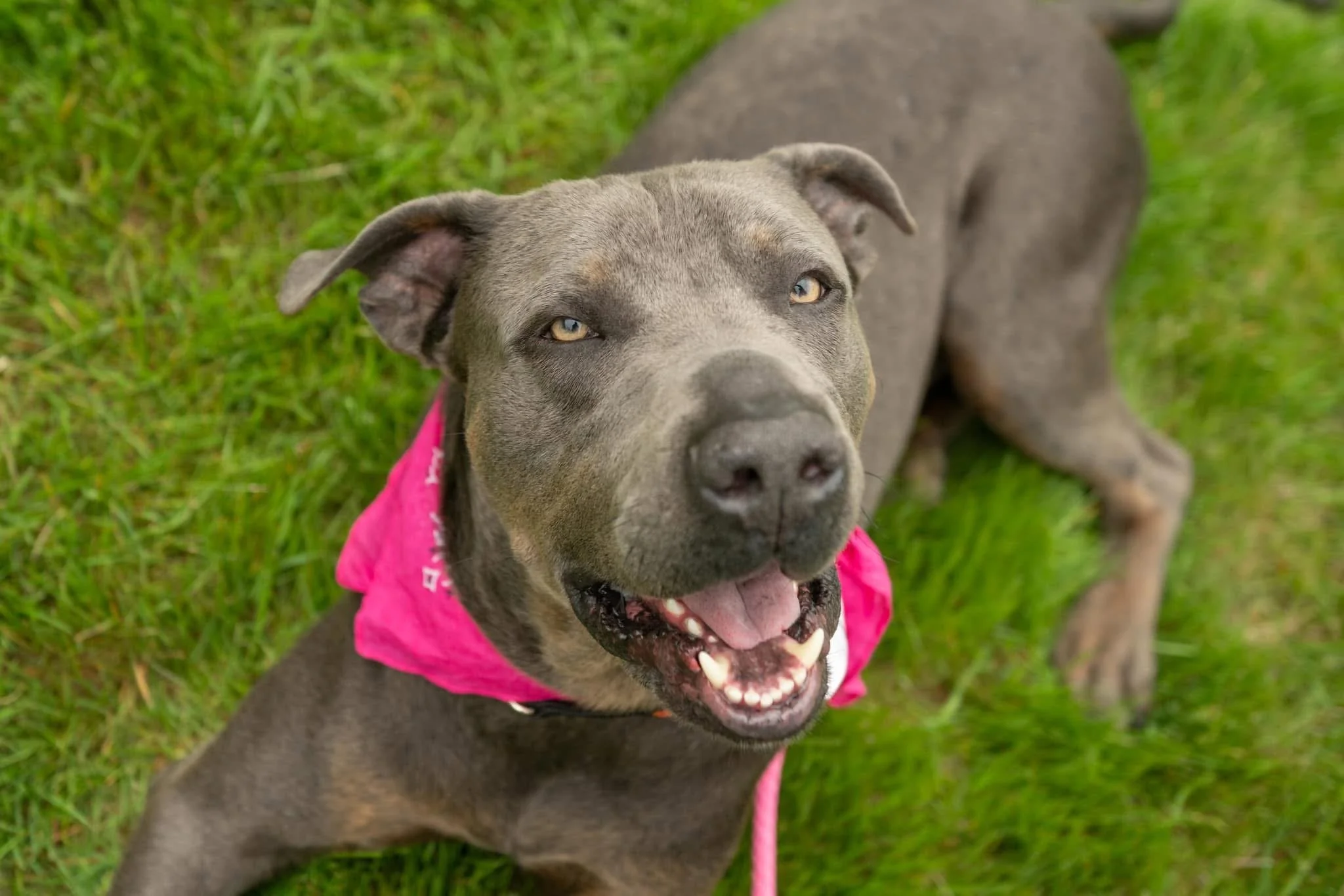 A gray dog with pale blue eyes, wearing a bright pink bandana, lying on green grass and looking up at the camera with an open mouth.