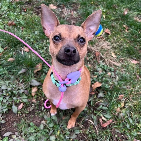 Dog looking at camera withe ears up and pink leash