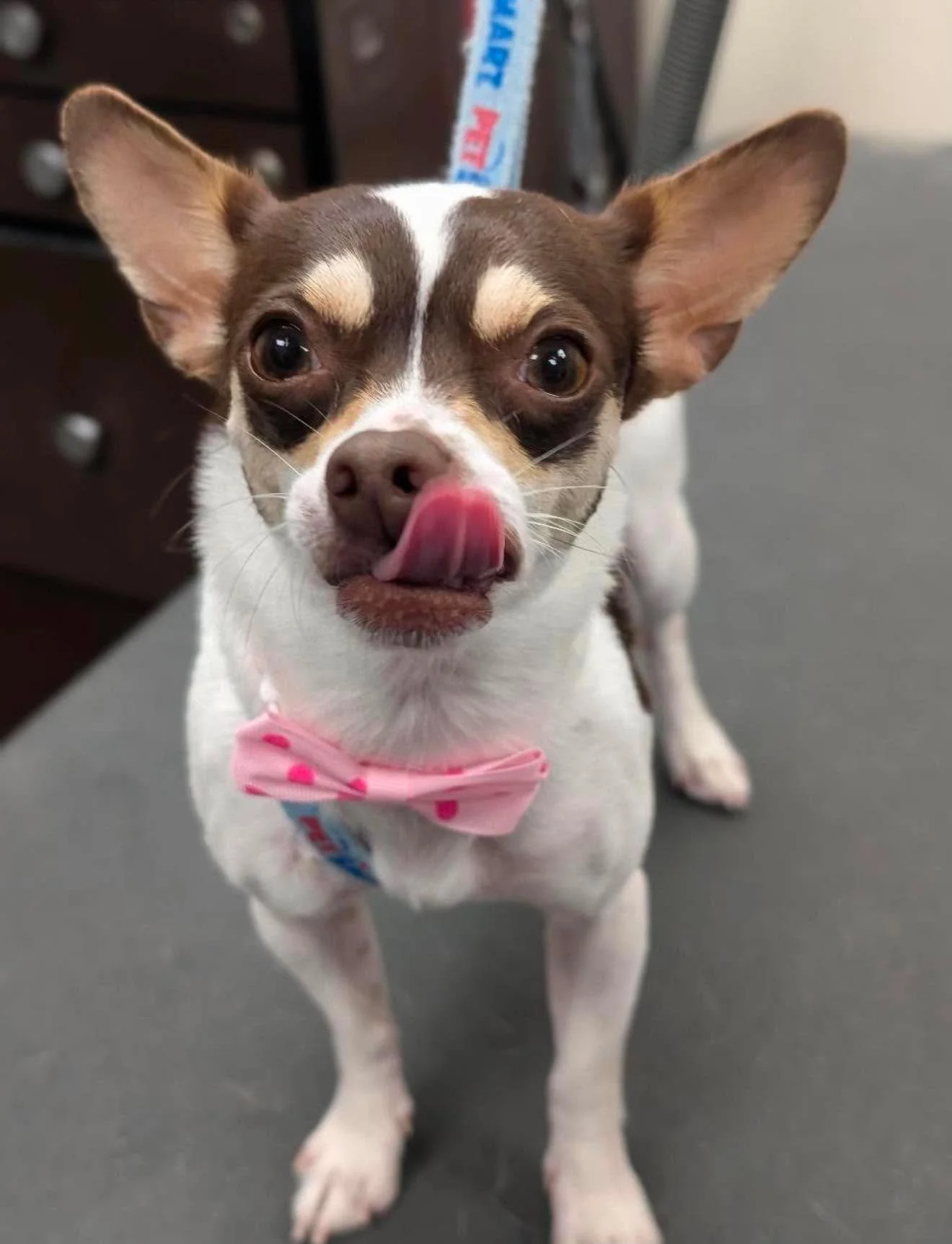 Small dog with large ears, brown and white fur, pink tongue out, wearing a pink polka dot bow tie, sitting on a gray surface indoors.