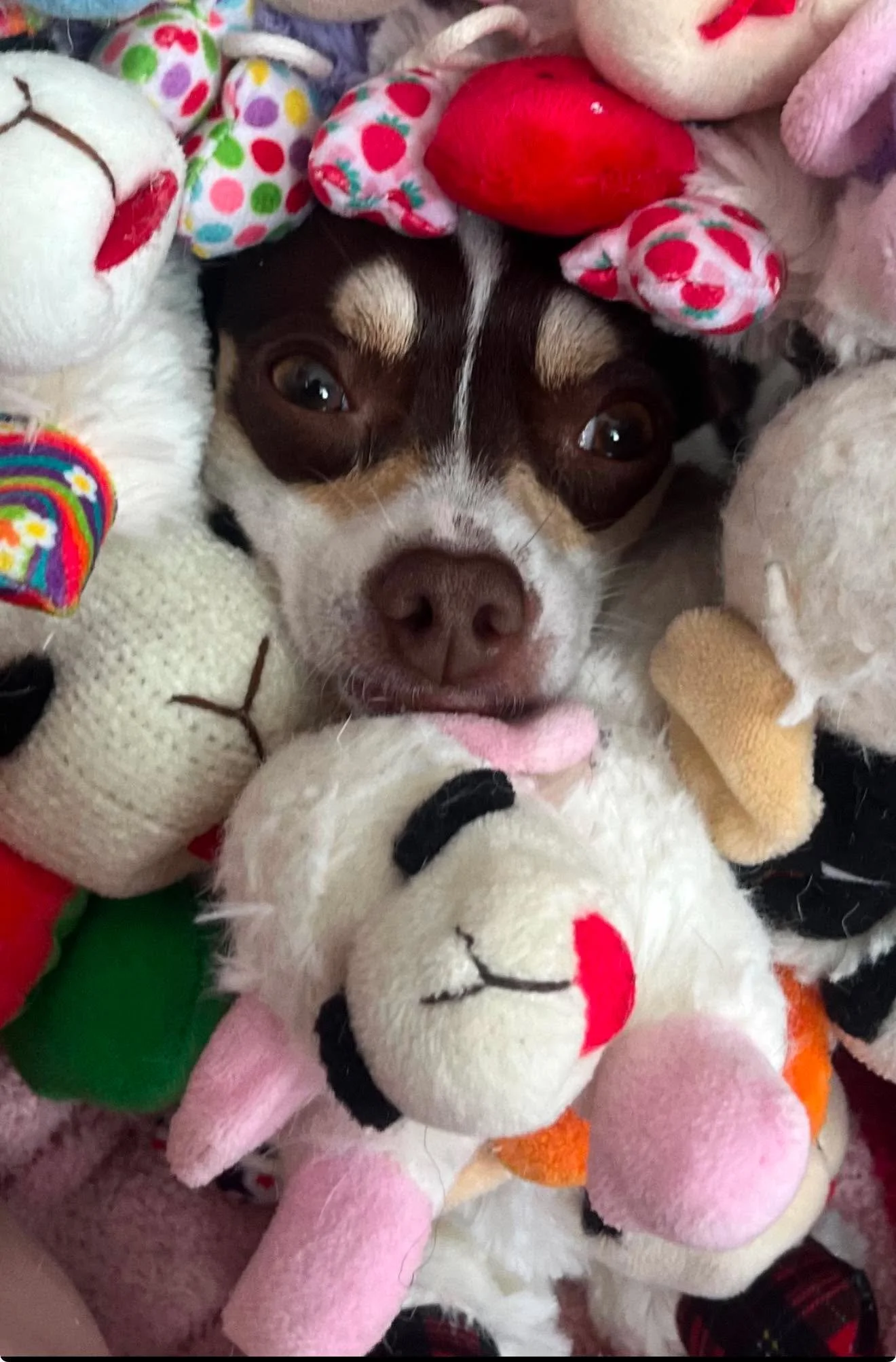A small dog surrounded by various plush toys and stuffed animals, including some with smiling faces and others resembling characters, with the dog's face peeking out from the toys.