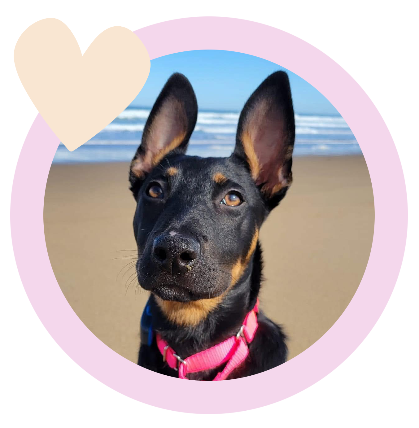 A black and tan dog with large ears wearing a pink harness at the beach with waves in the background.