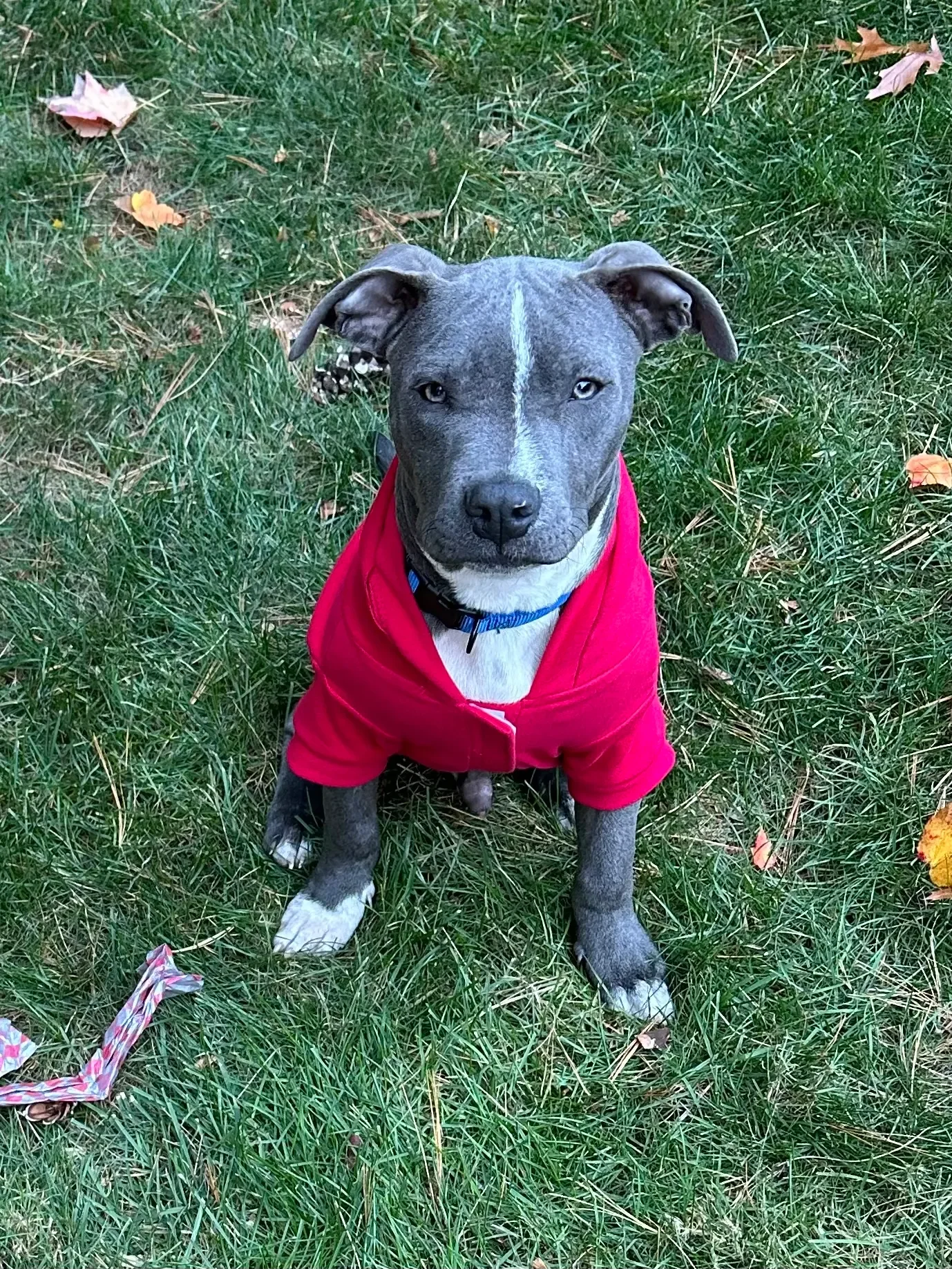 A gray dog with blue eyes and a white stripe on its face sitting on green grass, wearing a red jacket.