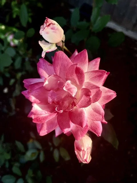Pink and white flowers on a dark background.