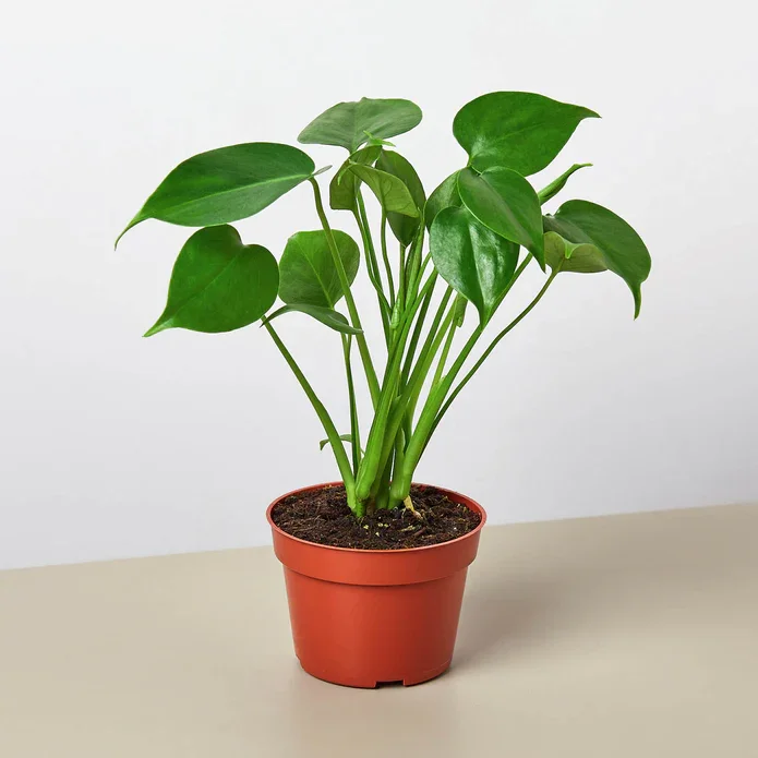 Monstera Split Leaf
