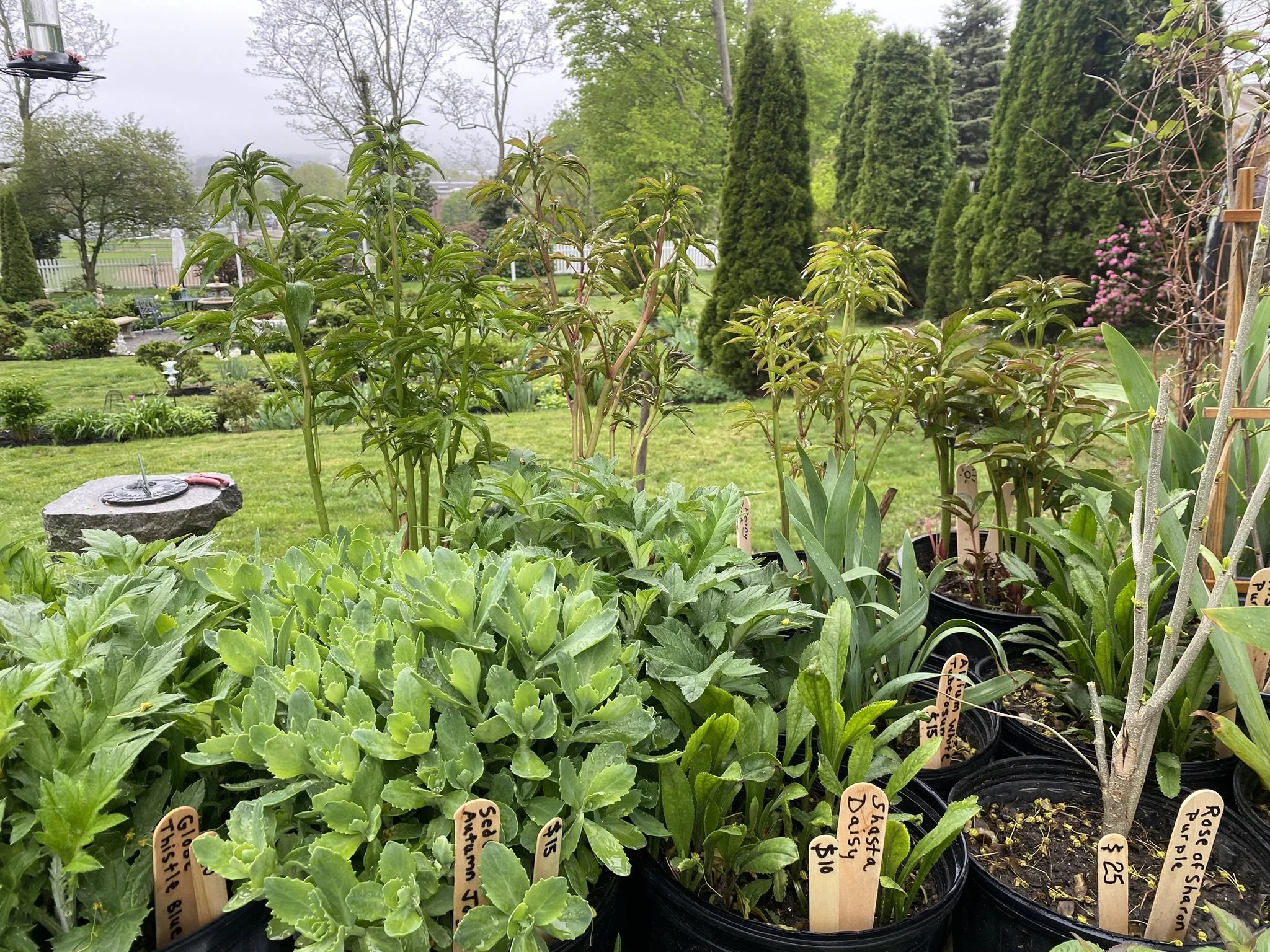 A garden with various potted plants and shrubs, some with wooden labels indicating plant names, and a background of trees, a gazebo, and a white picket fence on an overcast day.