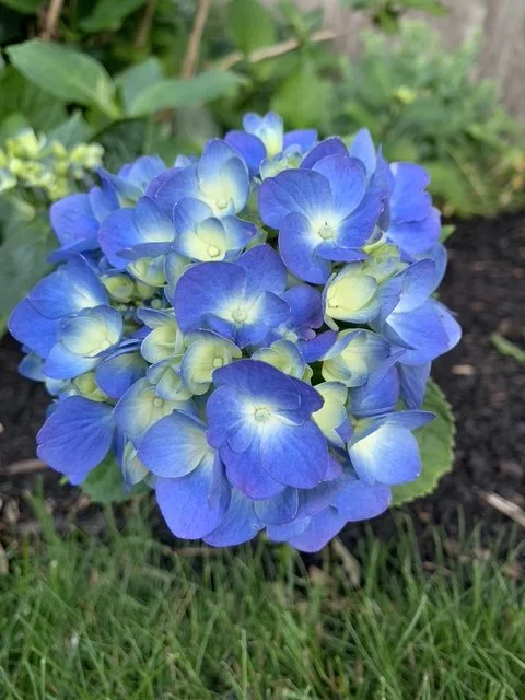 Close-up of a blue and yellow hydrangea flower in a garden.