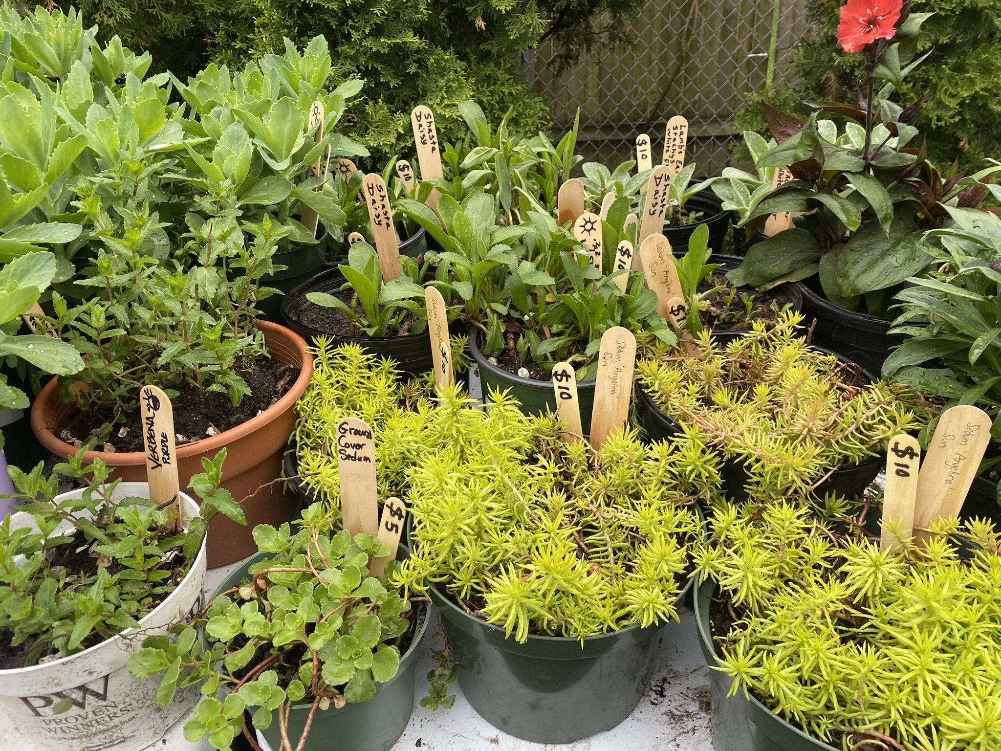 Various potted plants for sale with wooden price tags, in a garden center. The plants include herbs, succulents, and flowering plants.