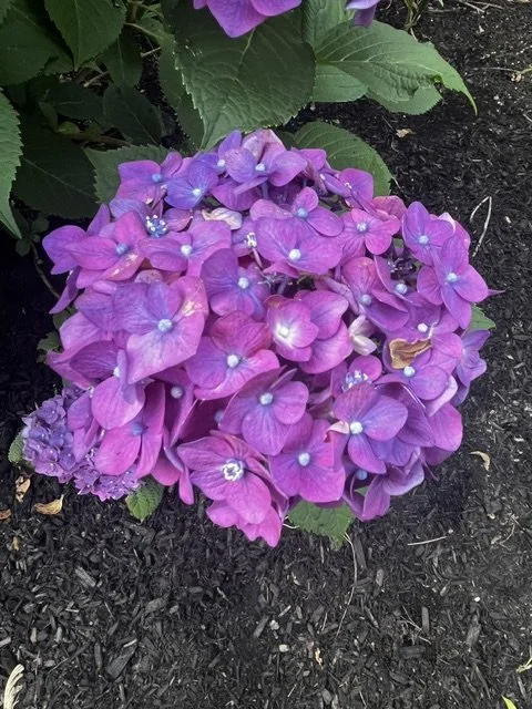A cluster of pink and purple hydrangea flowers with green leaves and dark soil in the background.