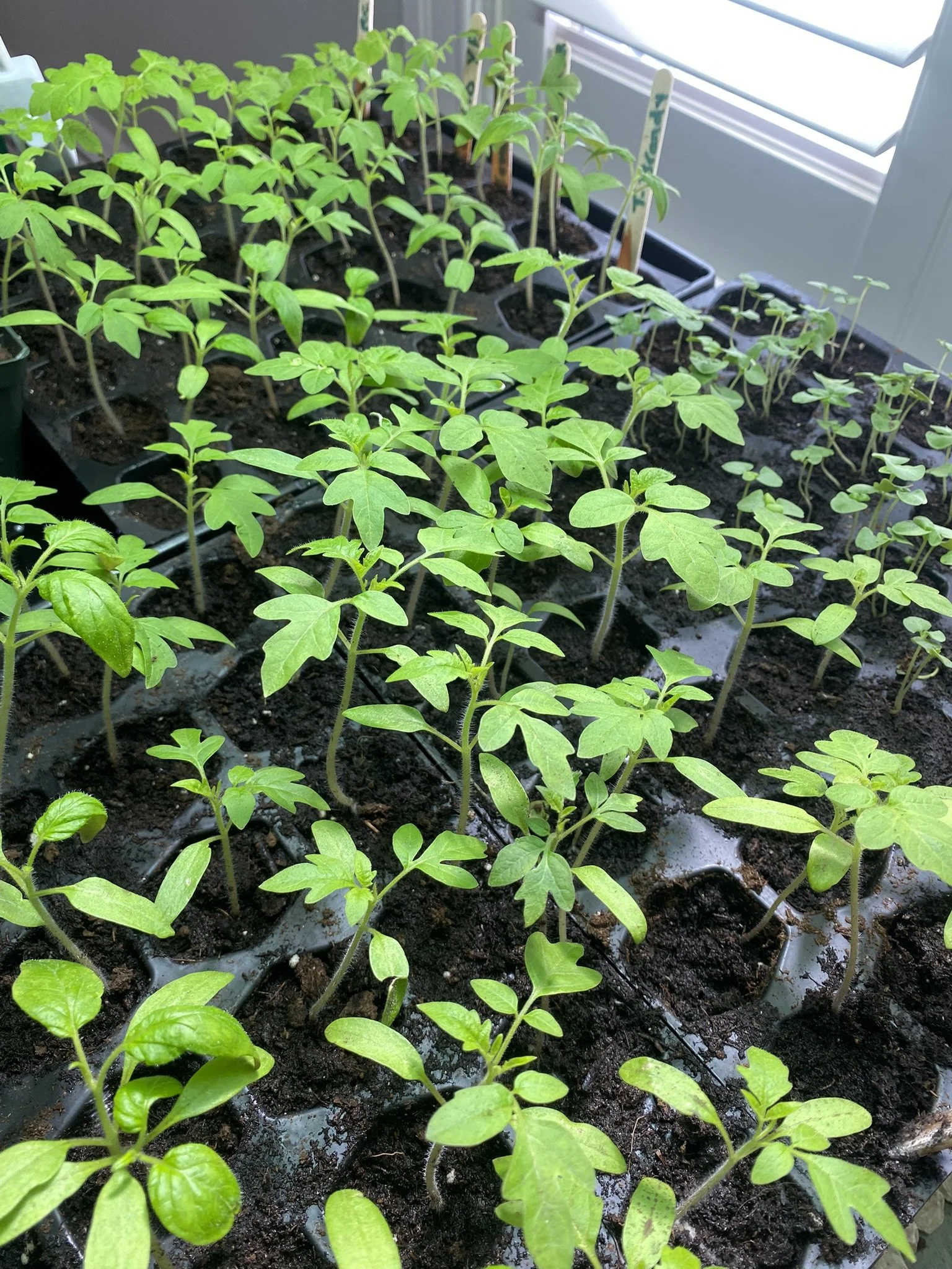Young tomato plants growing in black seed trays filled with soil, placed near a window.