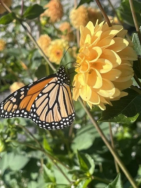 Monarch butterfly on a yellow dahlia flower with green leaves in the background.