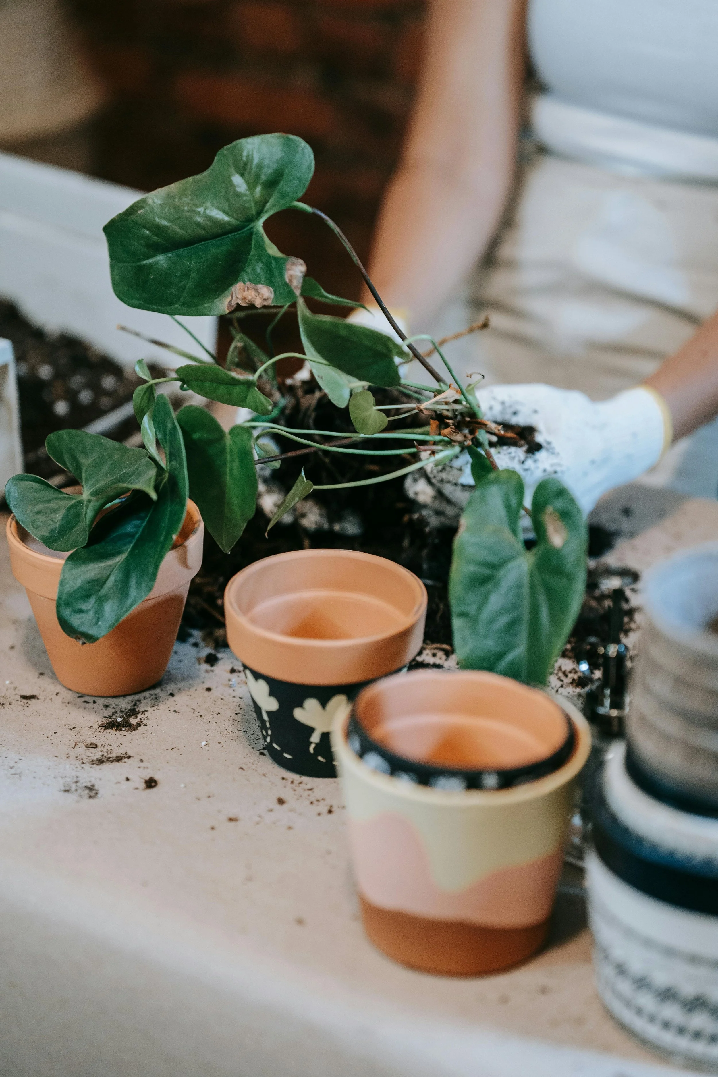 Person wearing white gloves repotting a green leafy plant into a small terracotta pot, with several other pots and soil spilled on a white surface.