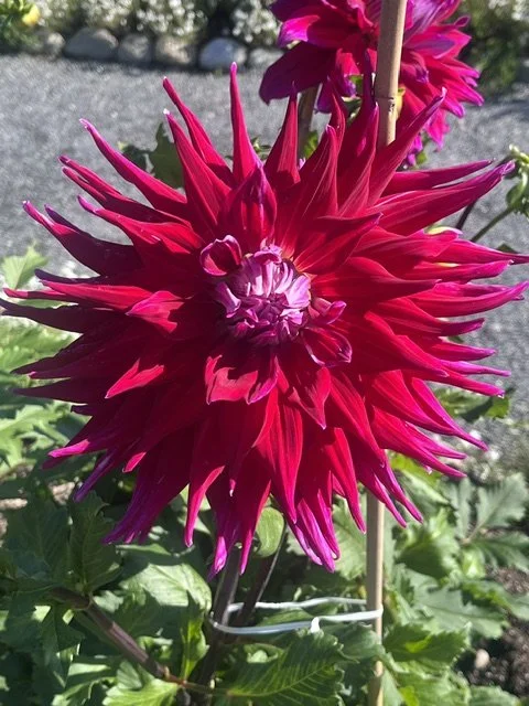 Bright pink dahlia flower with spiky petals in garden setting