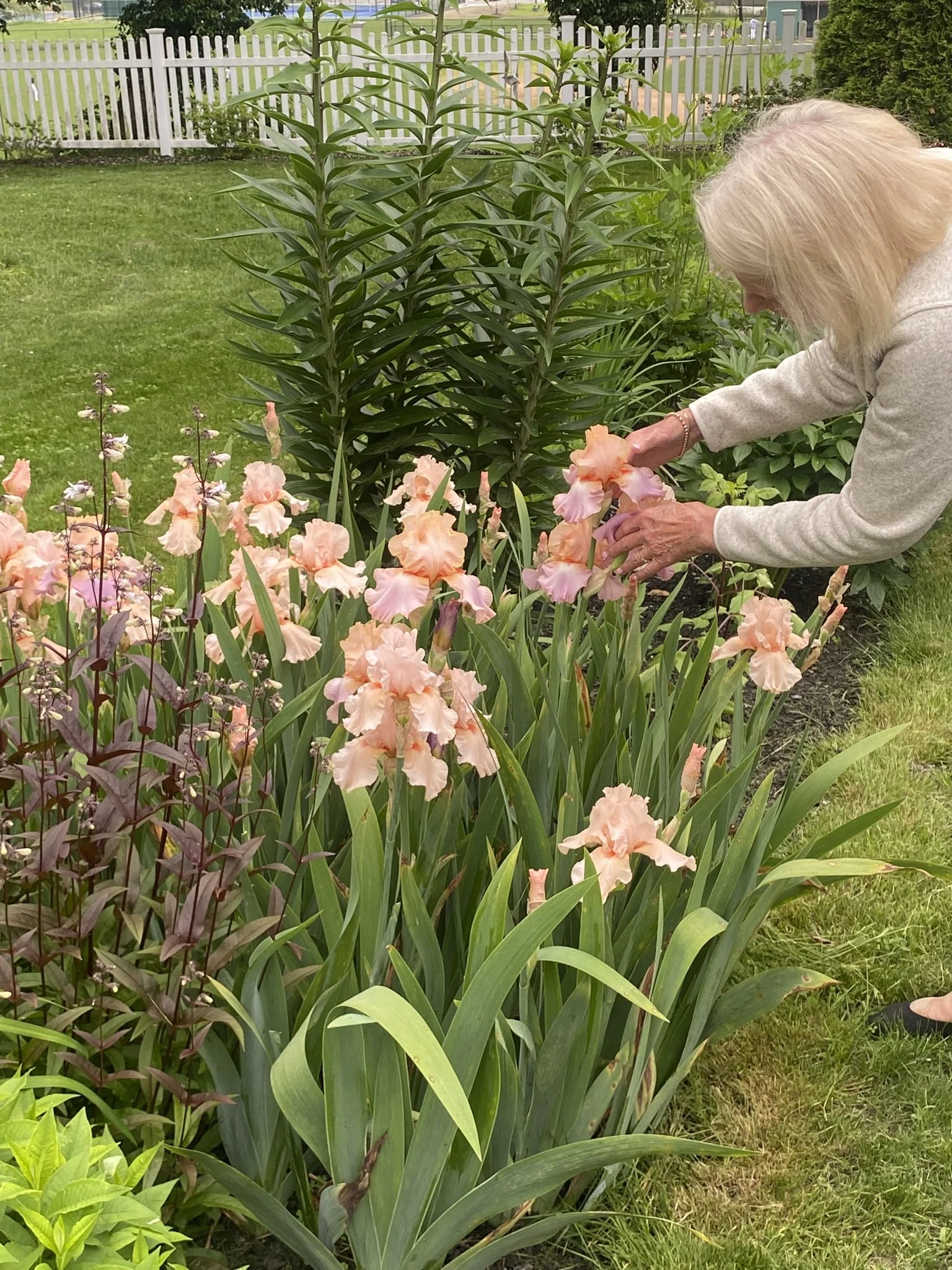 A woman with gray hair arranging peach-colored iris flowers in a garden with green plants and a white picket fence in the background.