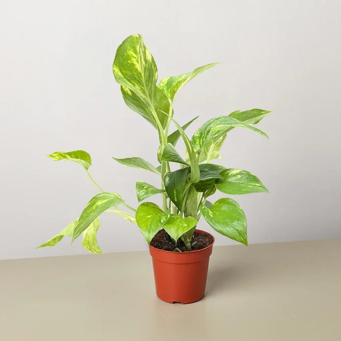 Pothos Golden