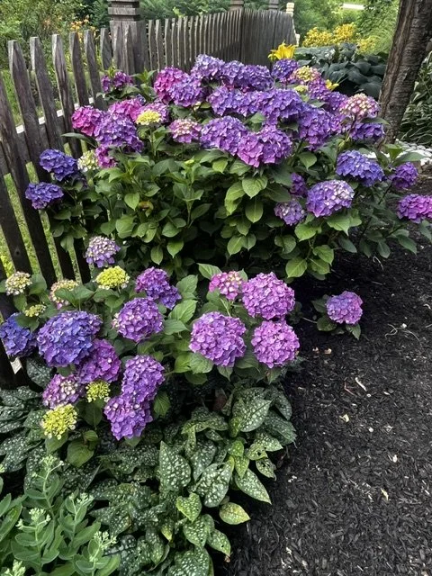 A garden bed with blooming purple hydrangeas and spotted green and white foliage, bordered by a wooden fence.