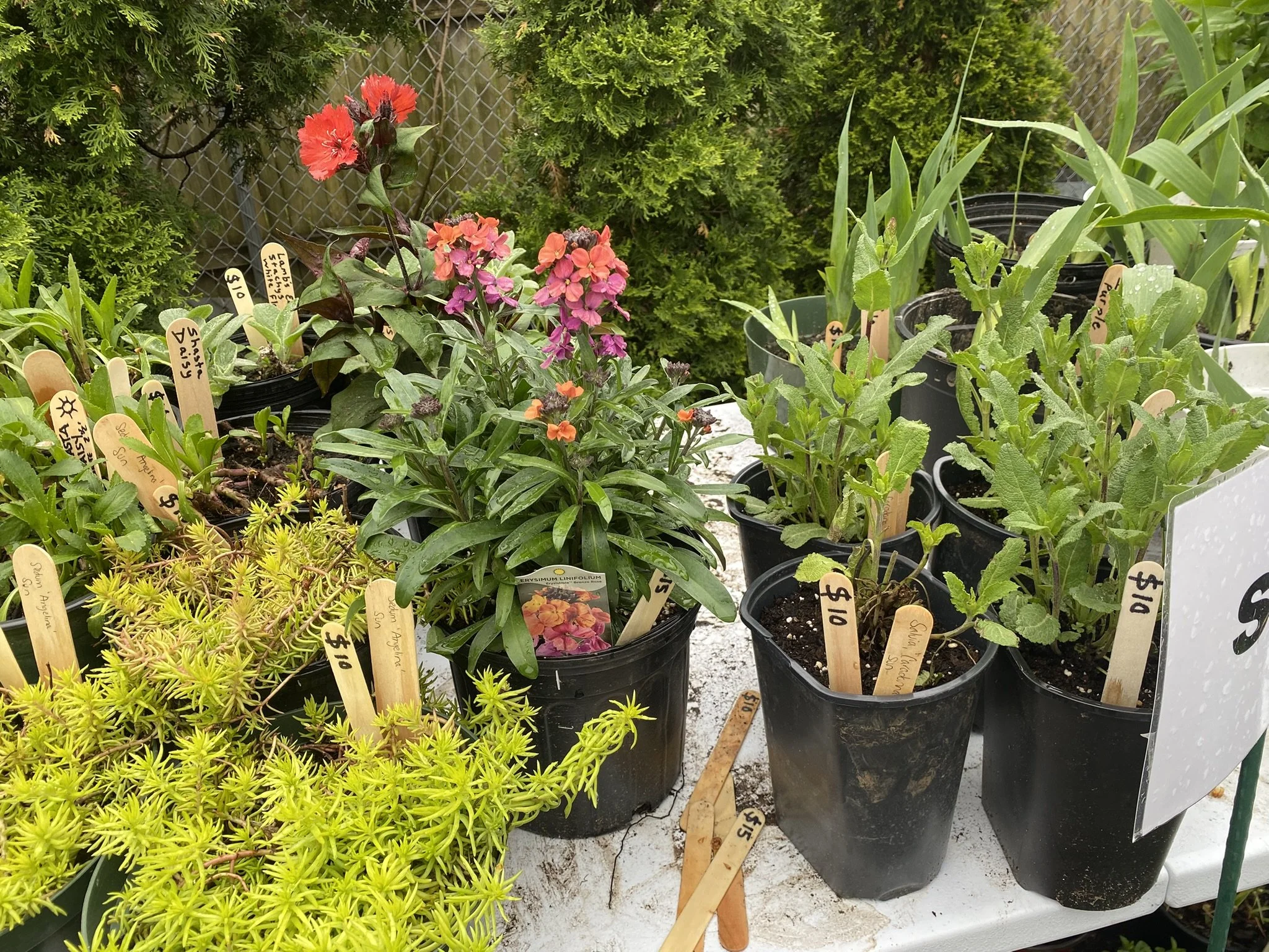 Potted plants and flowers arranged outdoors with various plant labels in a garden nursery setting.