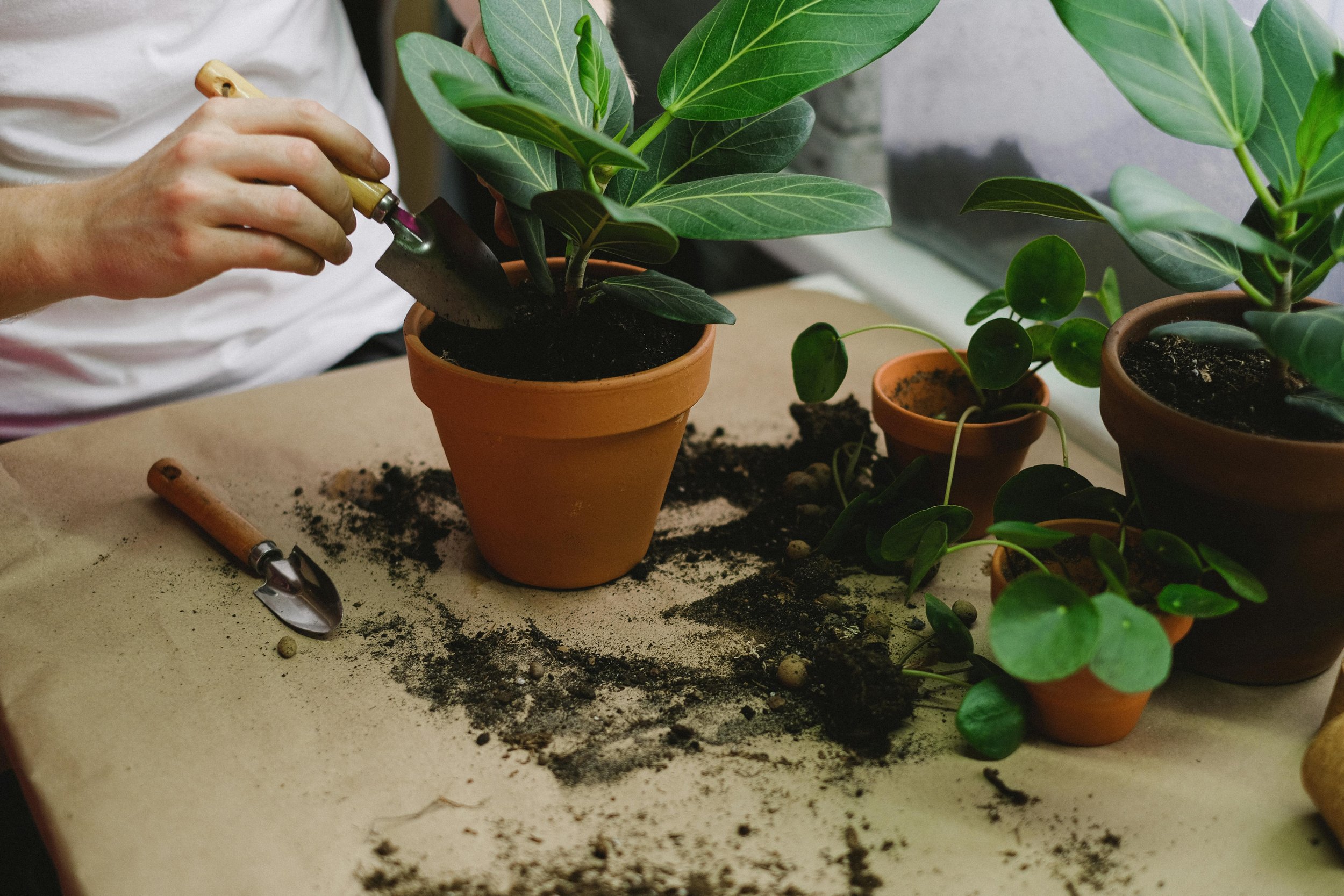 Person repotting a large green leafy plant in a terracotta pot, with soil and gardening tools on a surface.