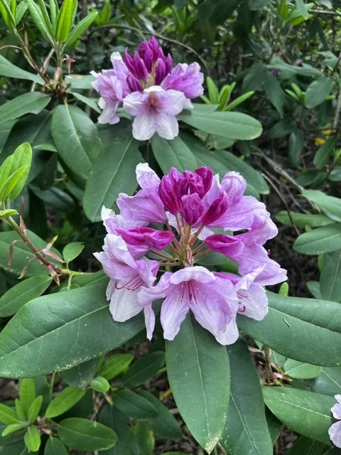 Close-up of pink and purple rhododendron flowers with green leaves in the background.