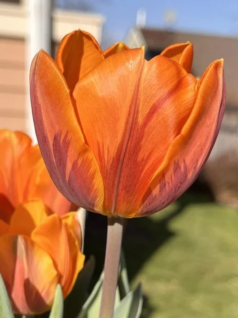 Close-up of a vibrant orange tulip with streaks of red, in a garden.