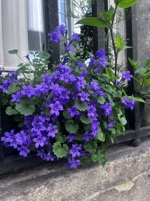 Purple flowering plant in a window box on a stone surface, with green leaves and a window in the background.