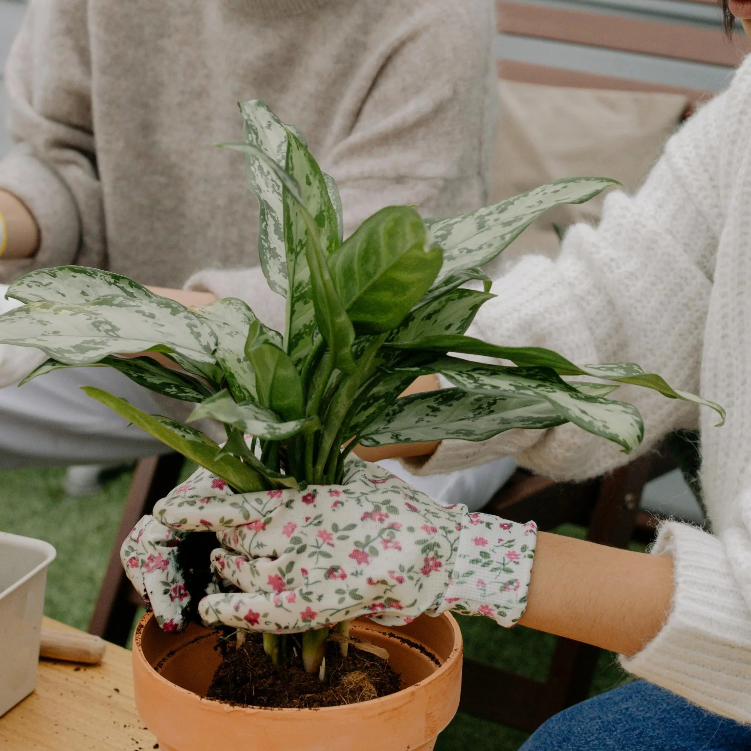 Close-up of a variegated houseplant in a terracotta pot on a wooden table outdoors.