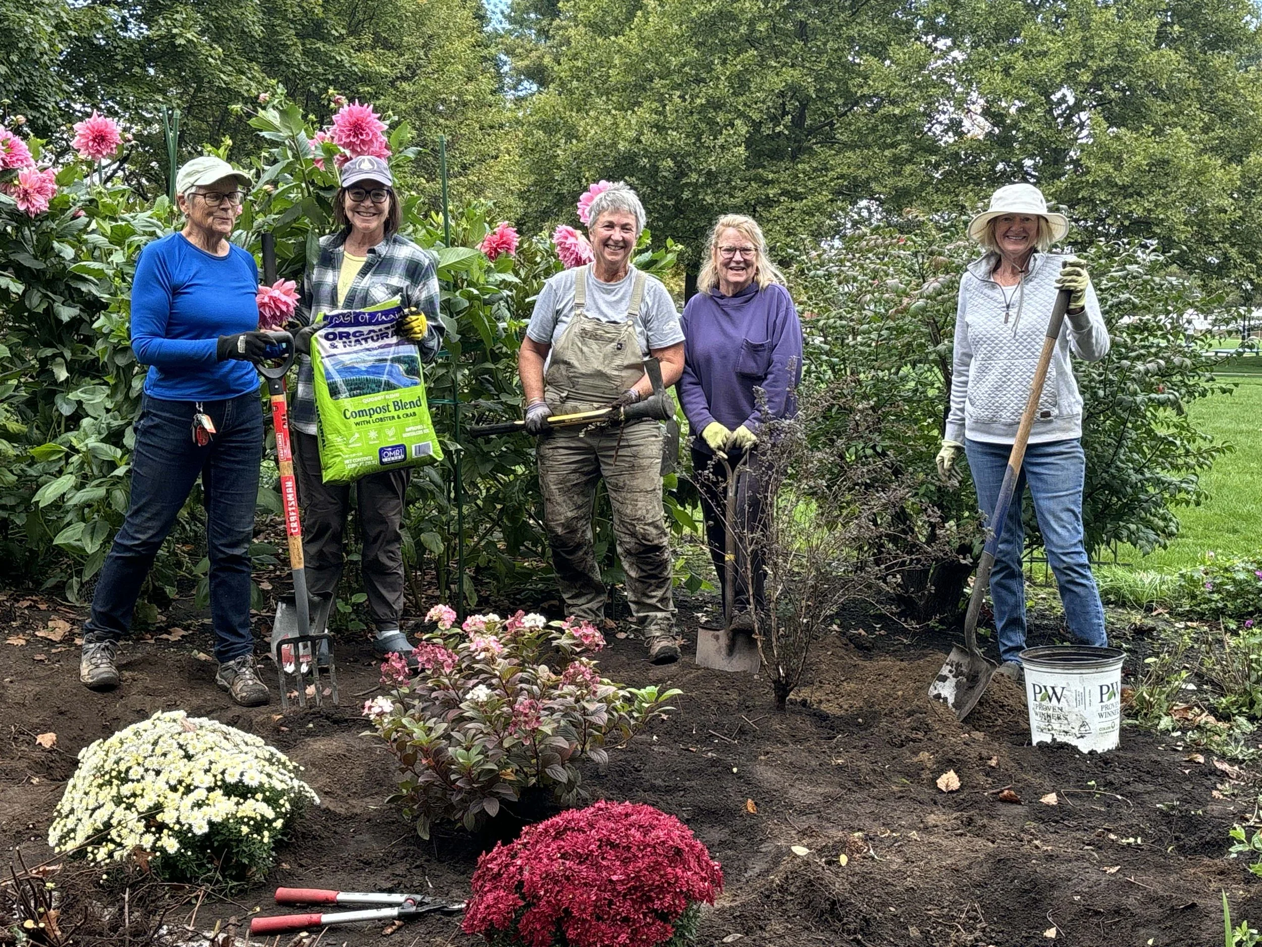 A group of five women planting flowers in a garden, with blooming chrysanthemums and gardening tools.