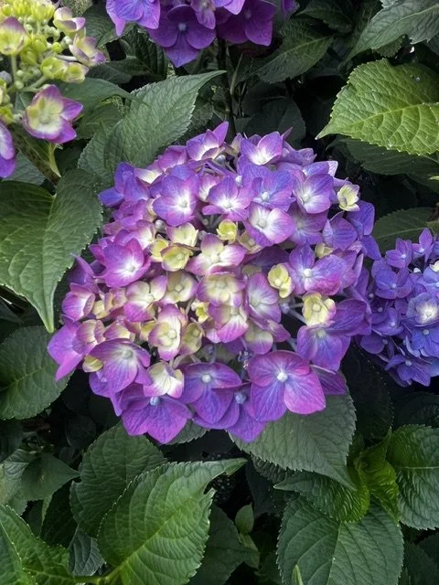 Close-up of a purple and yellow hydrangea flower surrounded by green leaves.