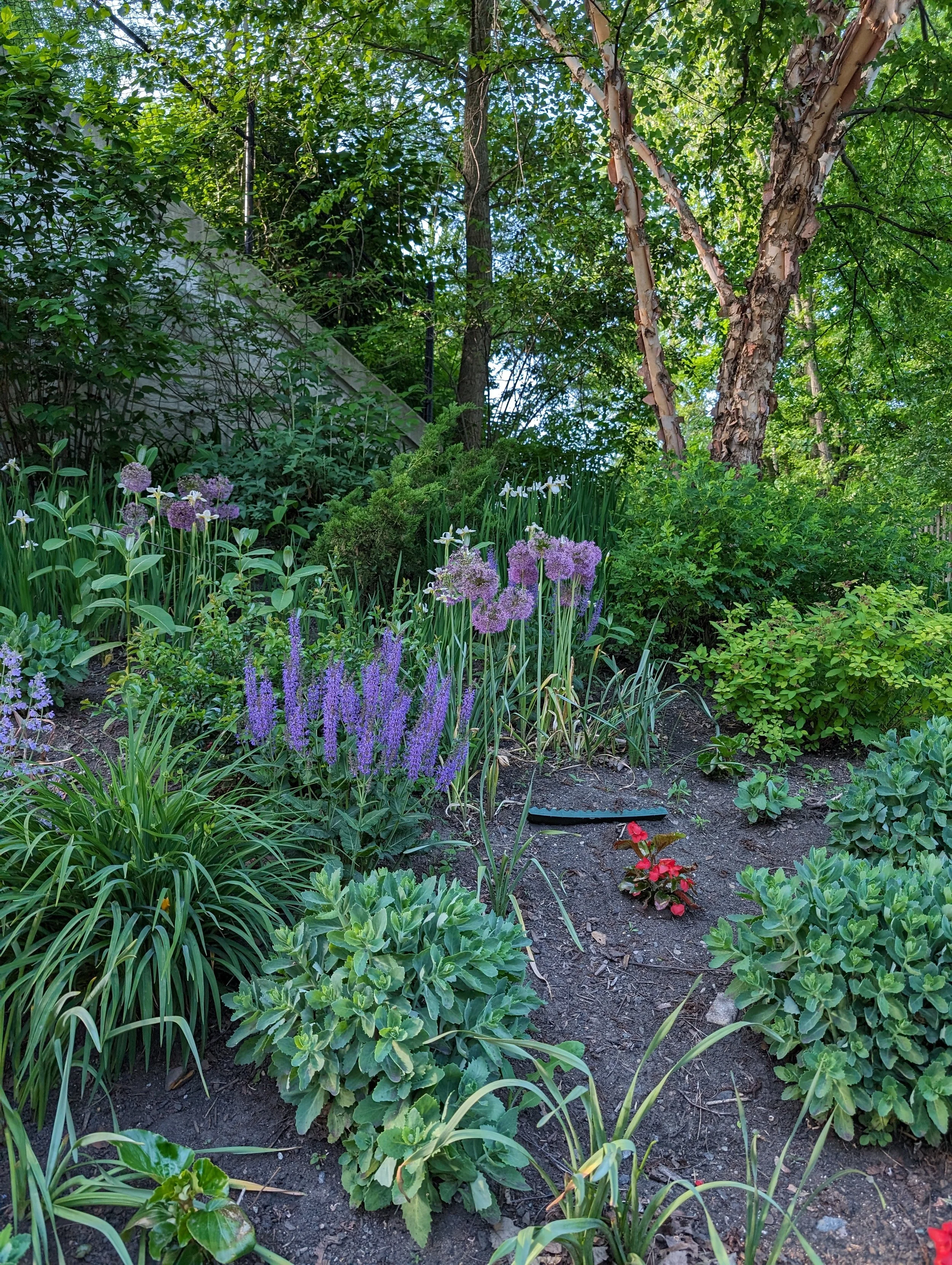 A lush garden with a variety of flowers and green plants, including purple alliums, white irises, and red begonia, with a backdrop of trees and greenery.