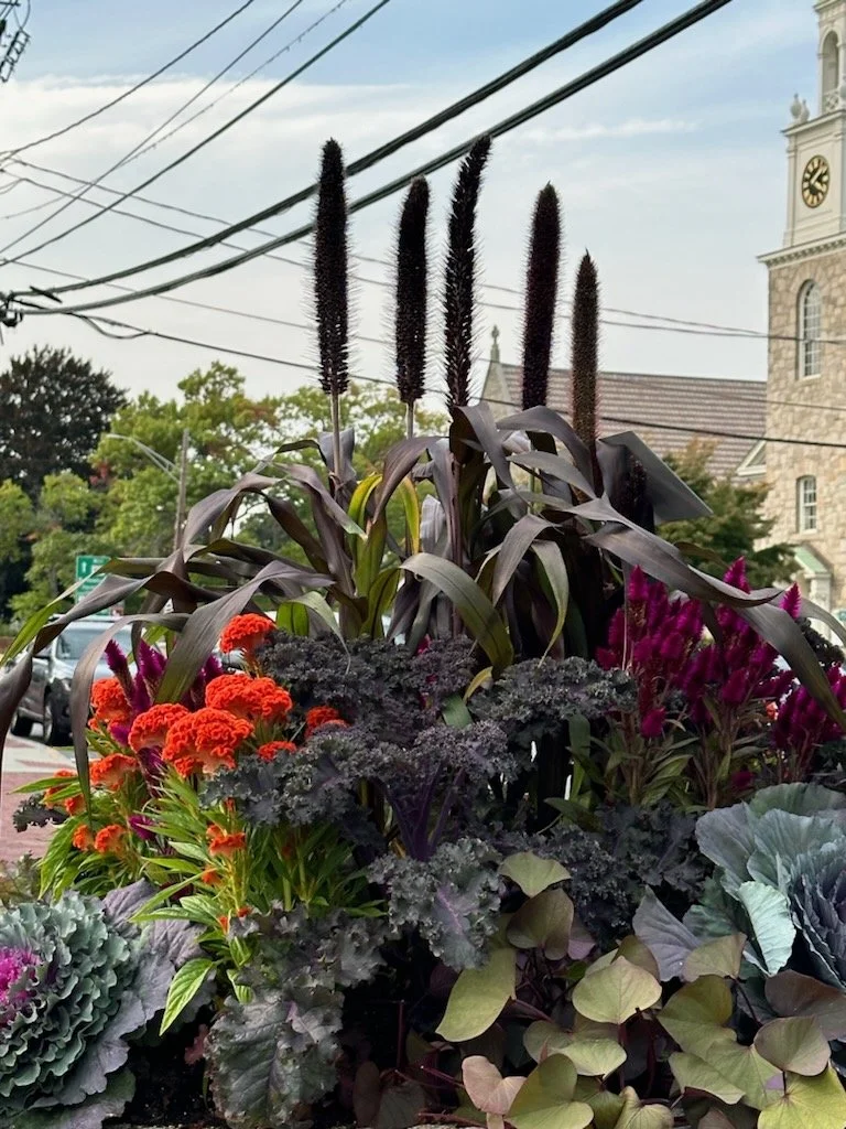 A variety of colorful flowering plants in a garden planter, including purple, orange, and pink blooms, with a background of a church and power lines.