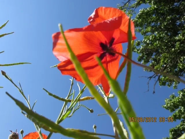 Close-up of a vibrant orange poppy flower with a black center, viewed from below against a bright blue sky and green tree leaves.