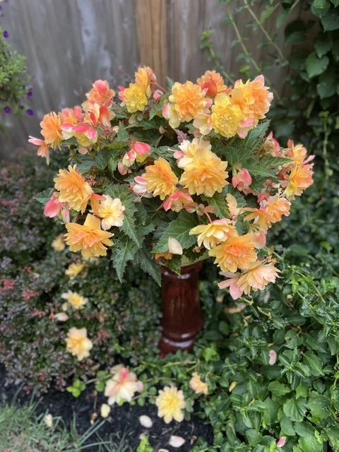 A bouquet of yellow and pink flowers in a dark red vase placed outdoors among green bushes and small flowers.