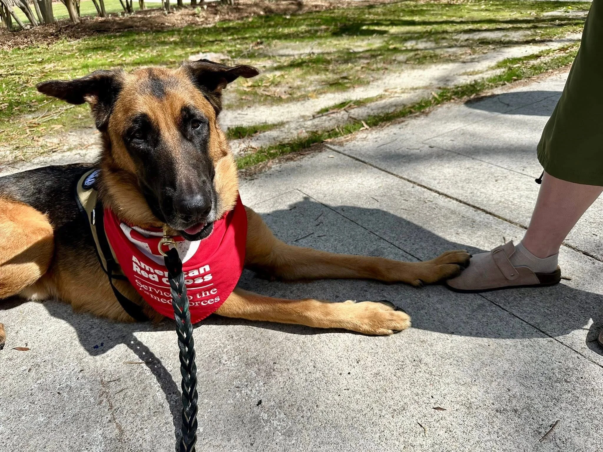 Apollo supporting the American Red Cross and providing a comforting paw
