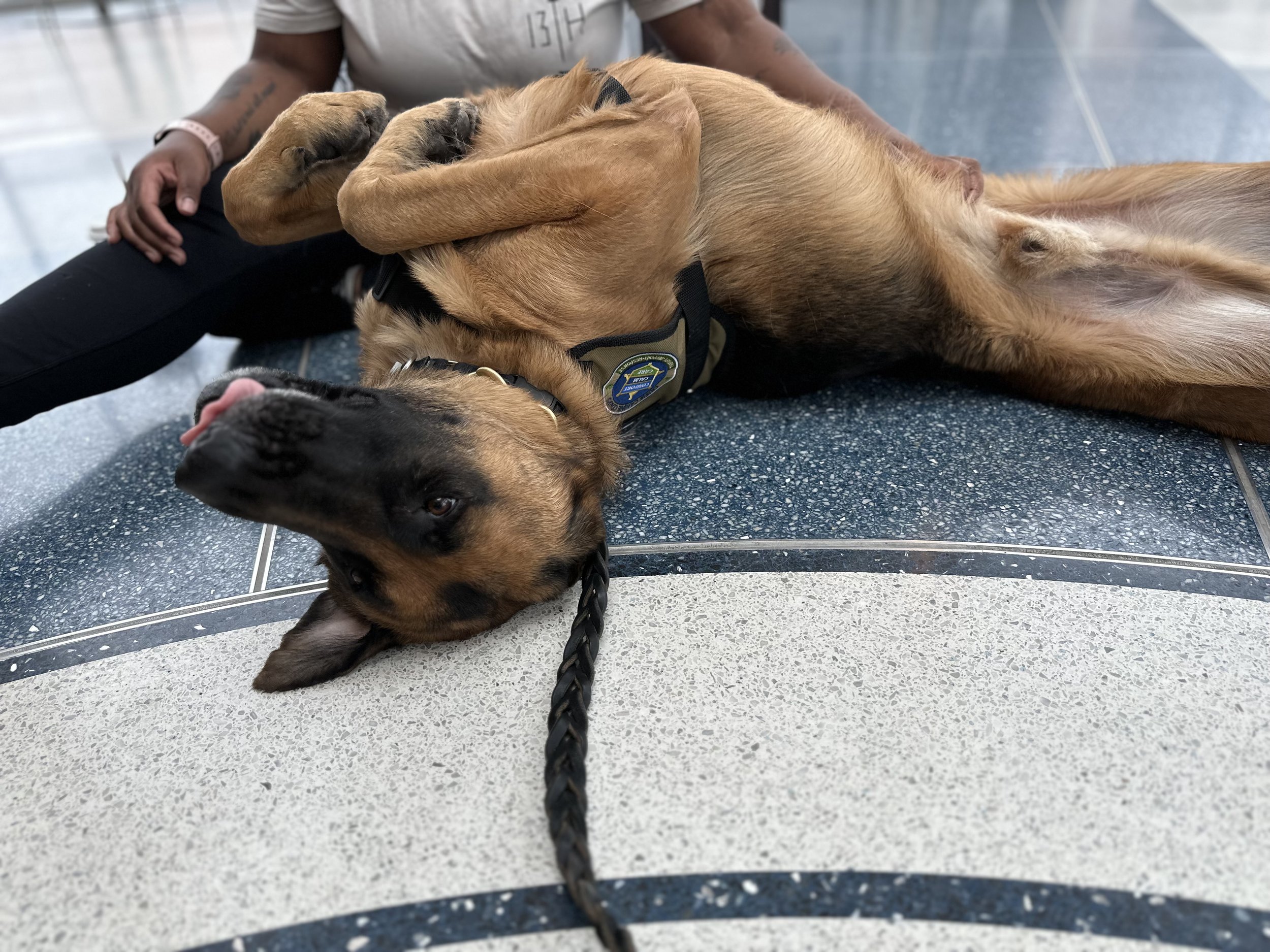 Our VA CCC Team, Erin & Apollo, responding to Old Dominion University. Invited due to their deep ties with the school, this team arrived in under 3 hours to provide critical support after a campus tragedy.