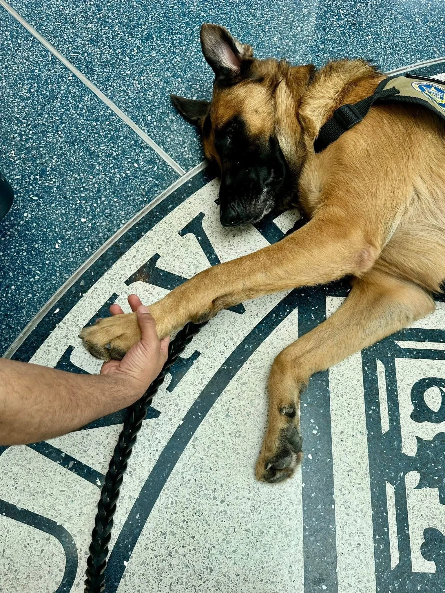 Lending a healing paw!