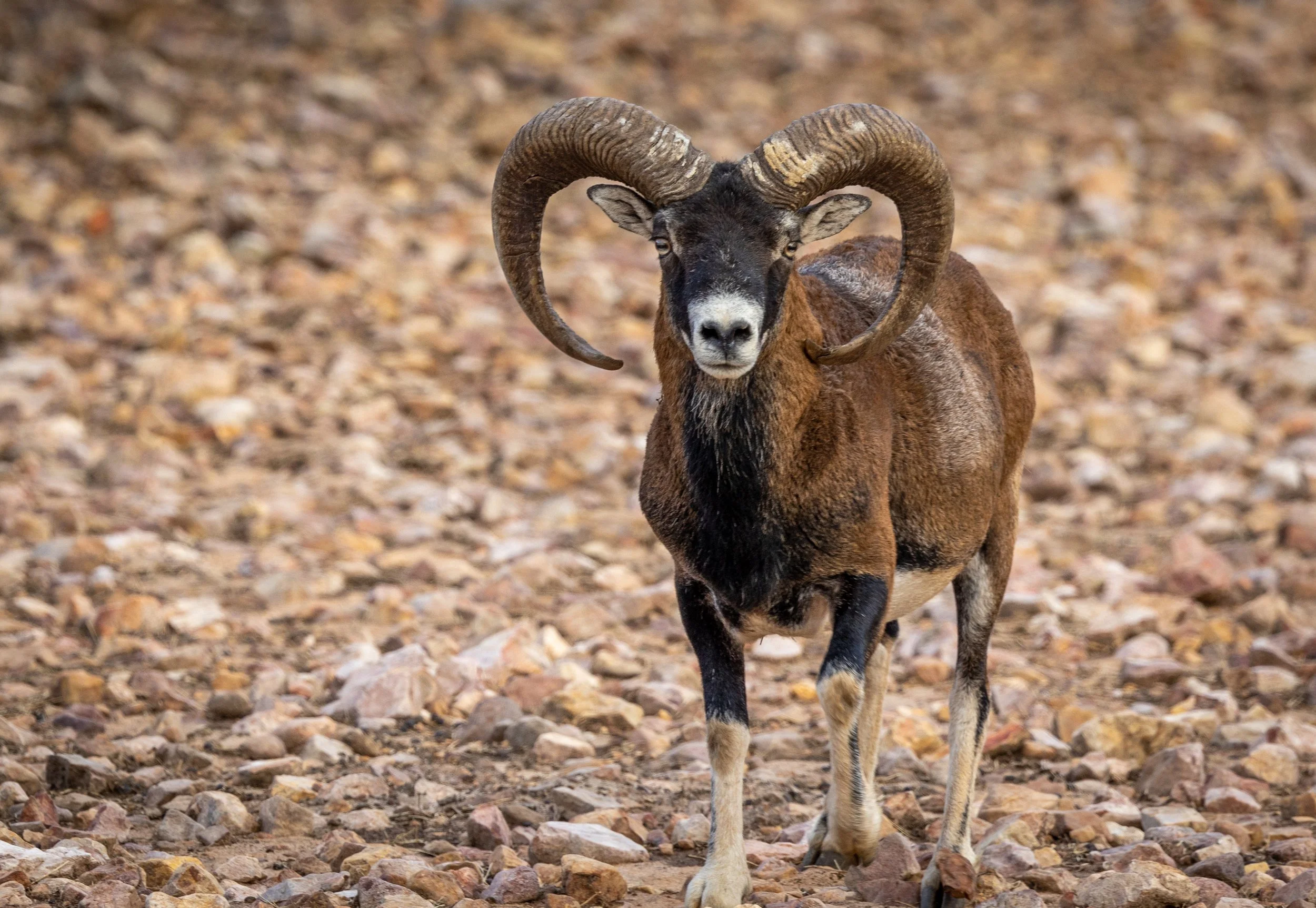 Un carnero con cuernos grandes y rizados, de pelaje marrón y negro, de pie sobre una superficie rocosa, mirando hacia la cámara.