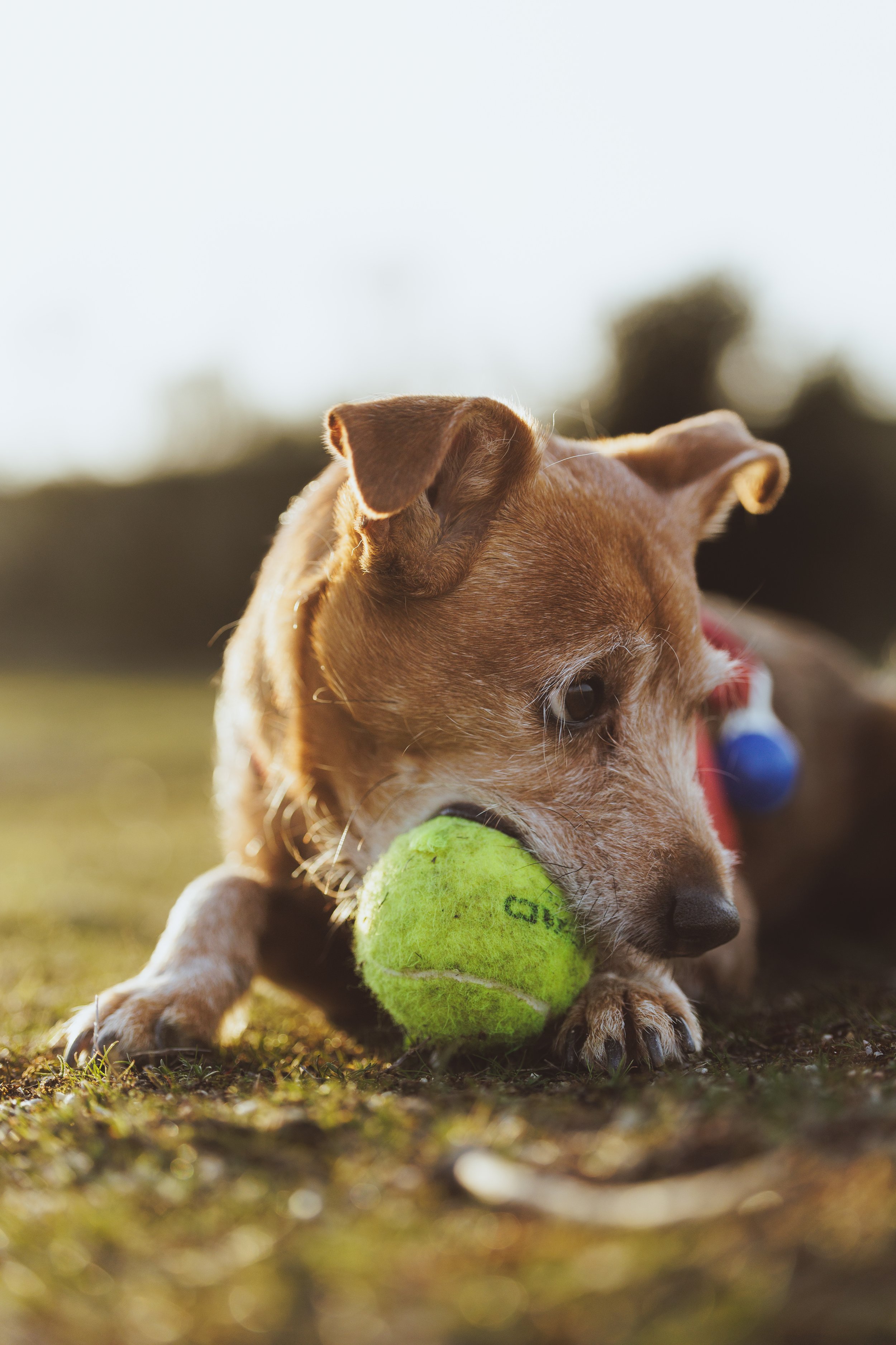 Perro jugando con una pelota de tenis en el campo.