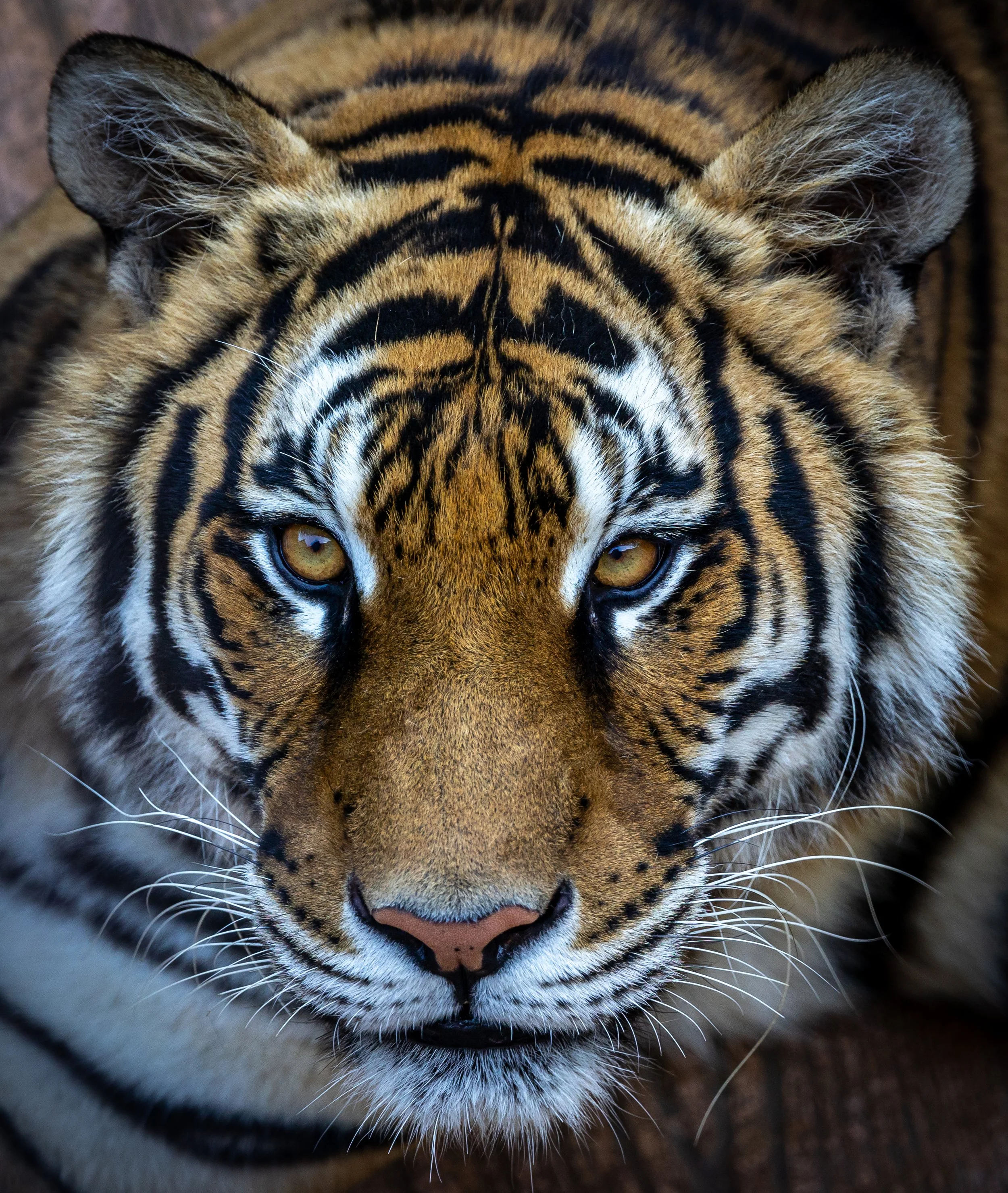Primer plano de un tigre mirando directamente a la cámara, mostrando su rostro con heridas de guerra en la cara y cuello, con un fondo borroso.