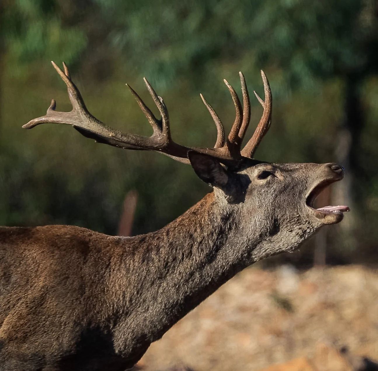 Un ciervo con cuernos grandes y enroscados, abriendo la boca y haciendo un 'rugido', en un entorno natural con fondo difuso de árboles. Berrea