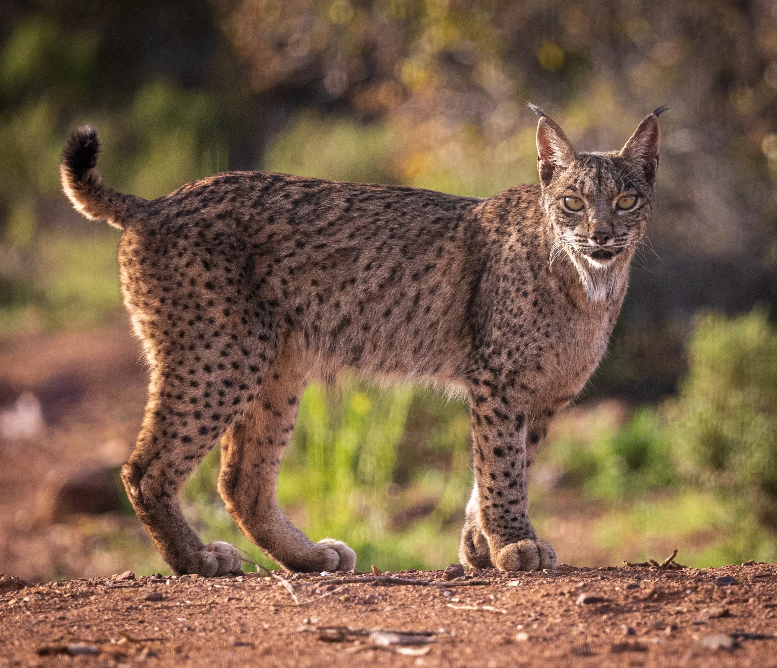 Un lince  salvaje de pelaje moteado caminando por tierra en un entorno natural con vegetación difusa en el fondo.