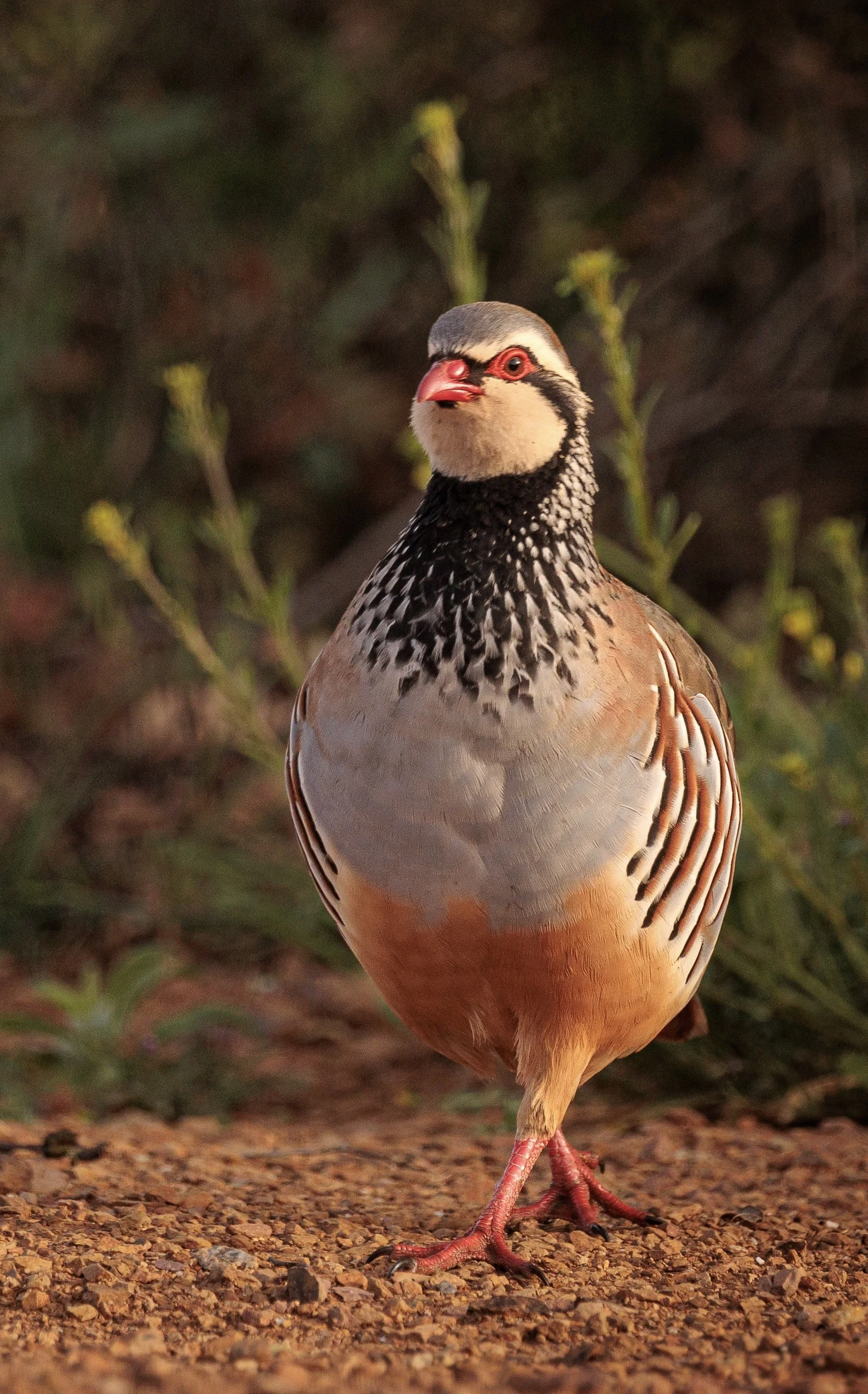 Una perdiz en tierra, con plumas de color marrón, negro y beige, y un pico rojo, en un entorno natural con vegetación de fondo.