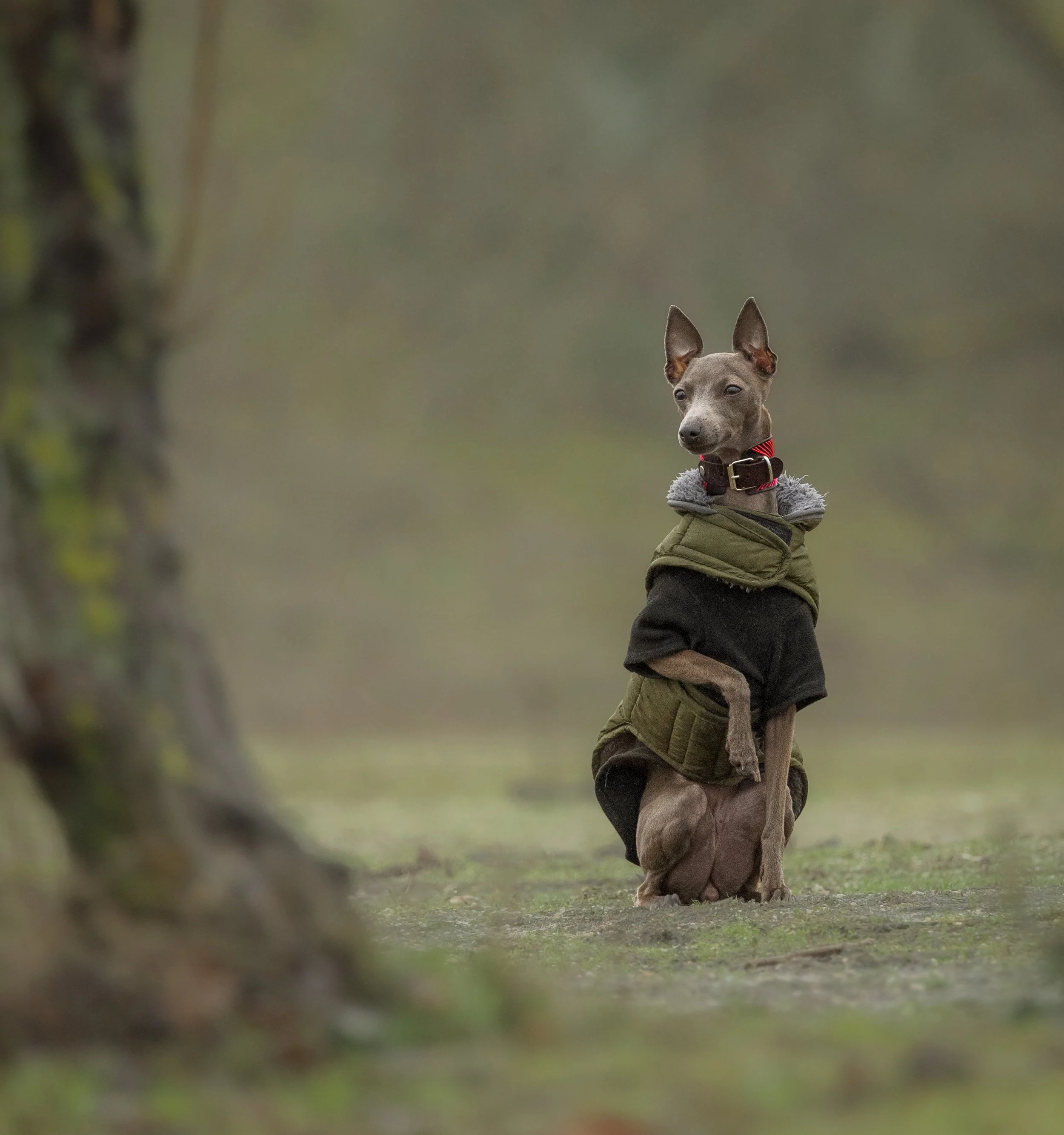 Perro de raza dálmata con orejas grandes, sentado en un entorno natural con árboles, usando una chaqueta verde y negra, y un collar rojo.