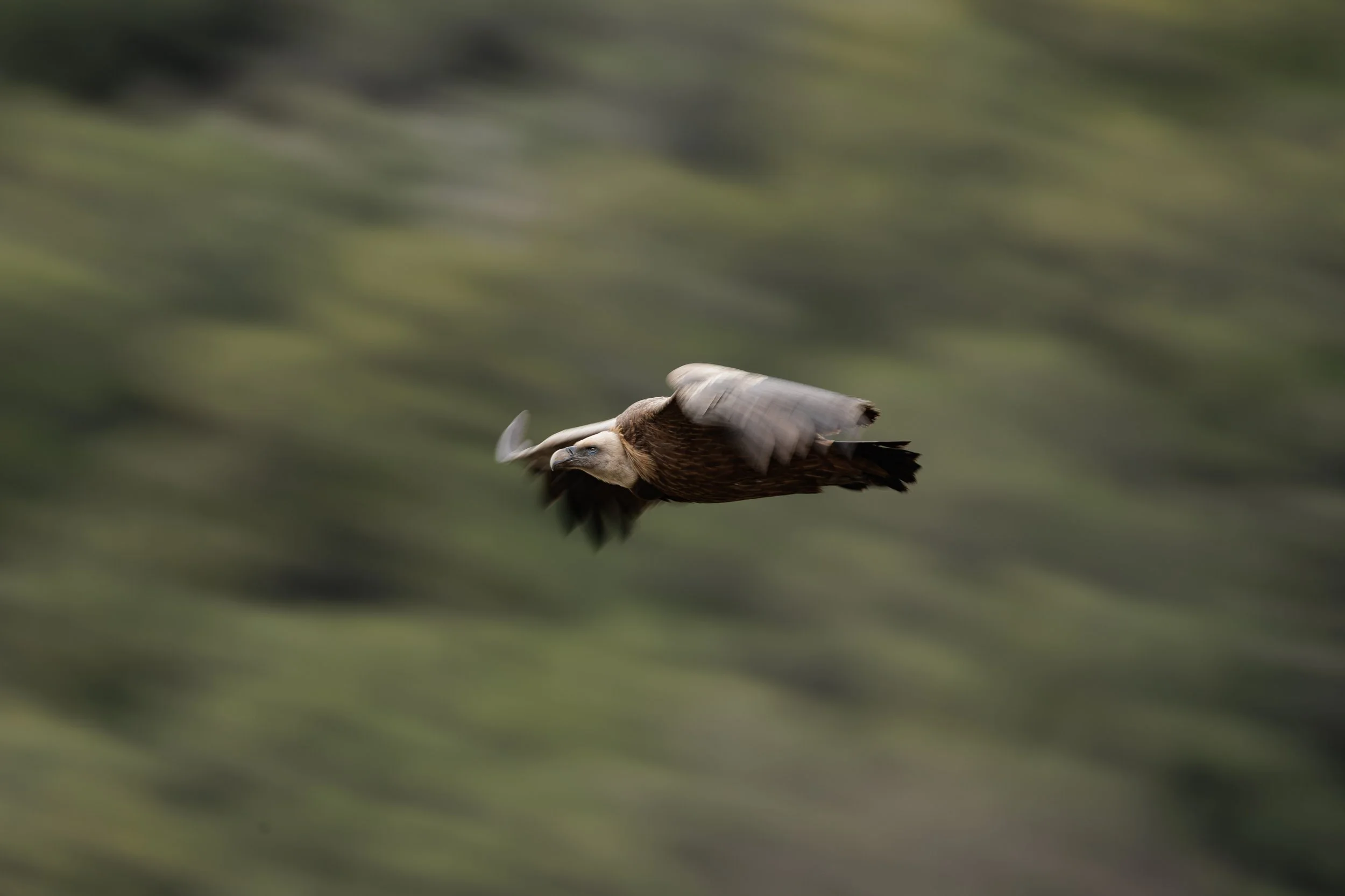 Águila en vuelo, con alas extendidas y fondo borroso de naturaleza.