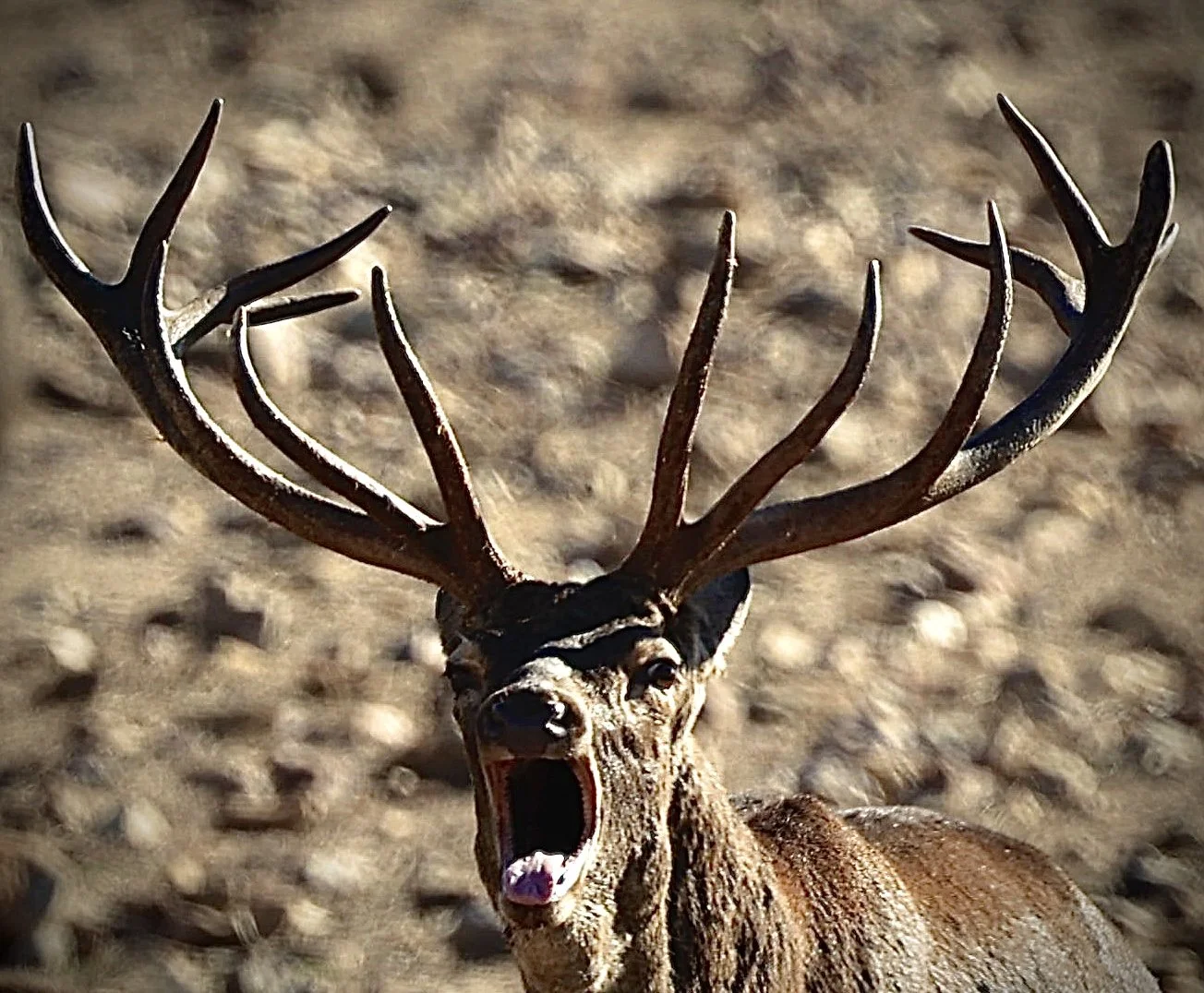 ciervo  con fases de agitación o canto, con cabeza en posición baja, en un entorno de tierra y piedras. Berrea