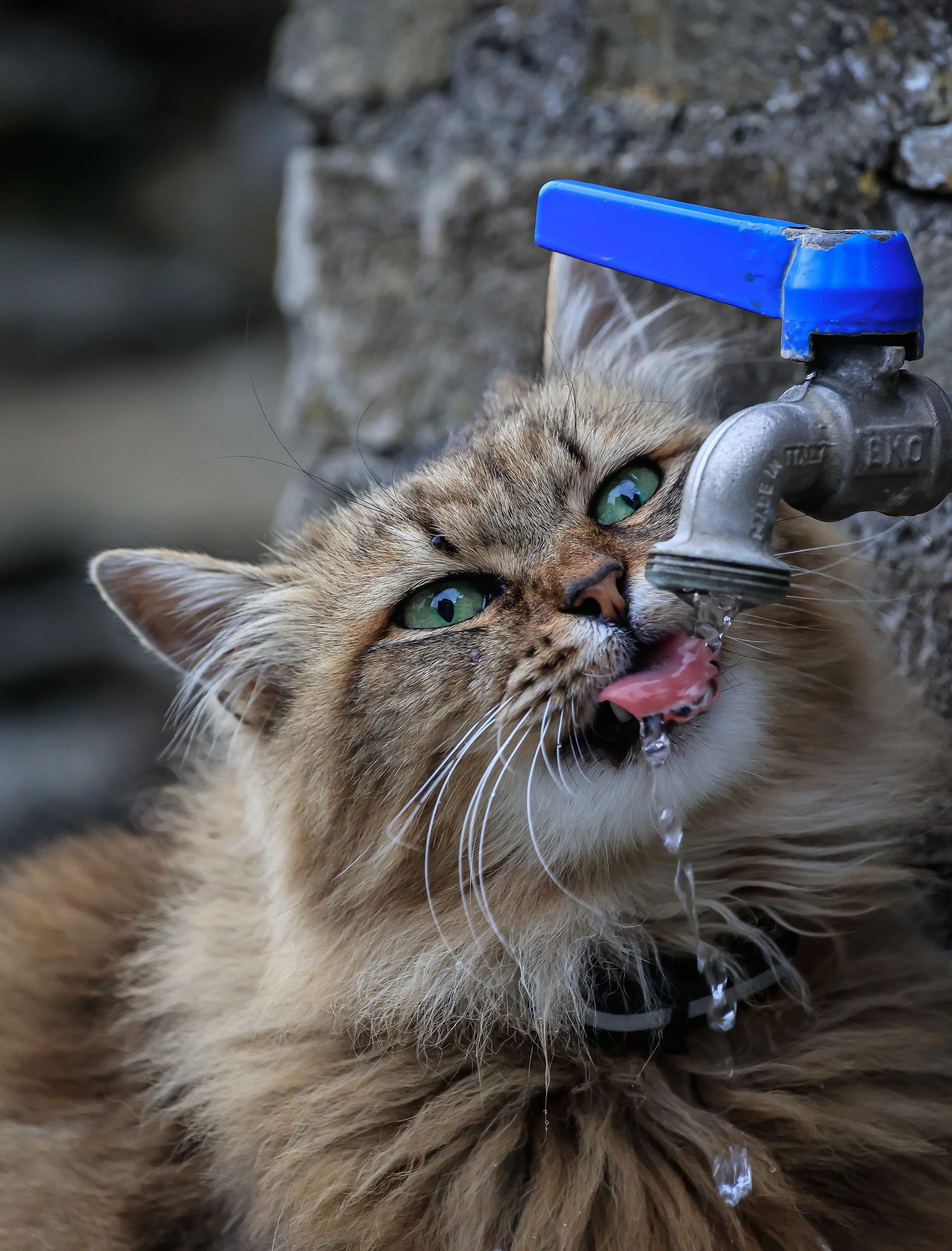 Un gato bebiendo agua de un grifo. 