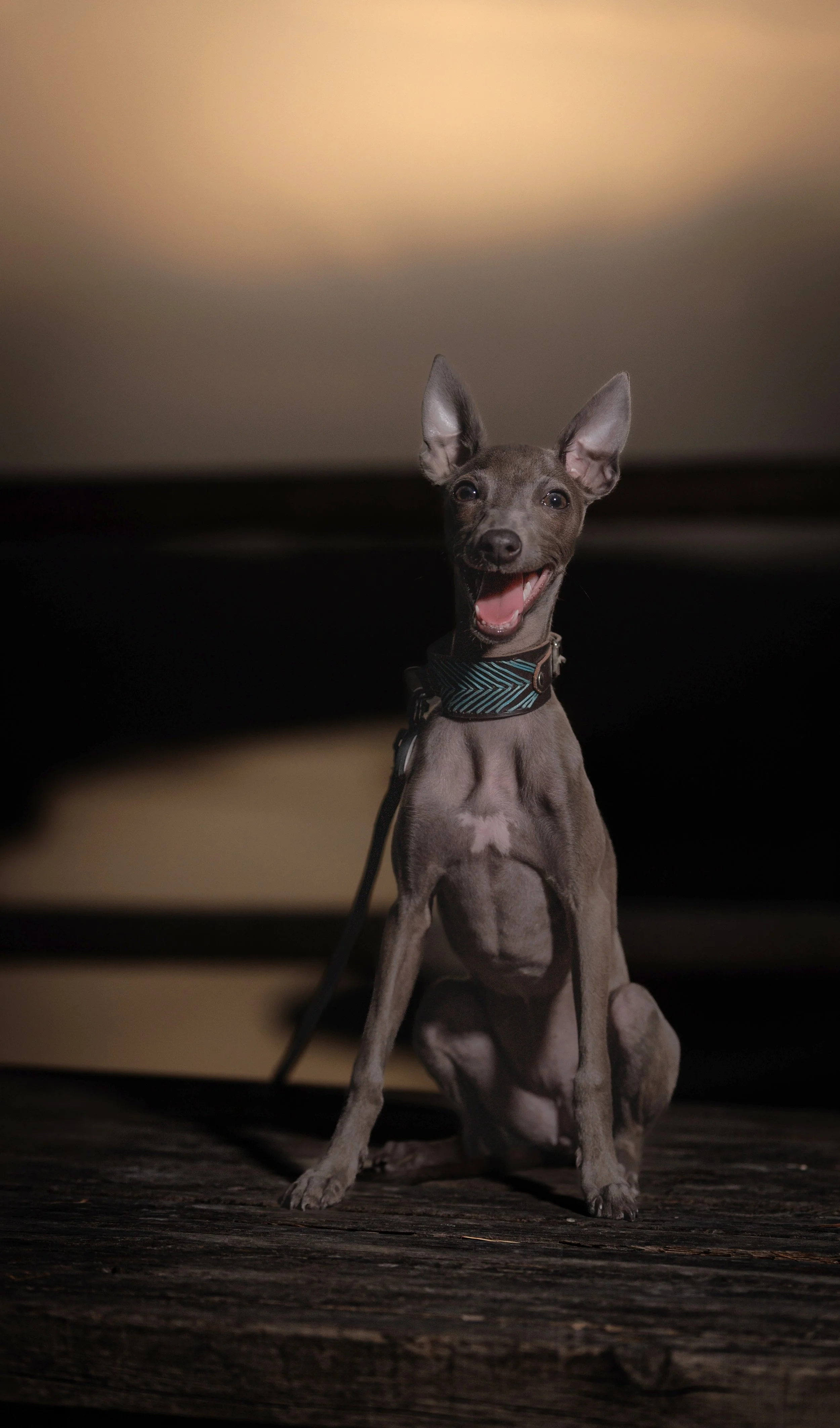 Un perro pequeño con orejas grandes y erectas, sentado en una superficie de madera, con expresión alegre y boca abierta, usando un collar con patrón