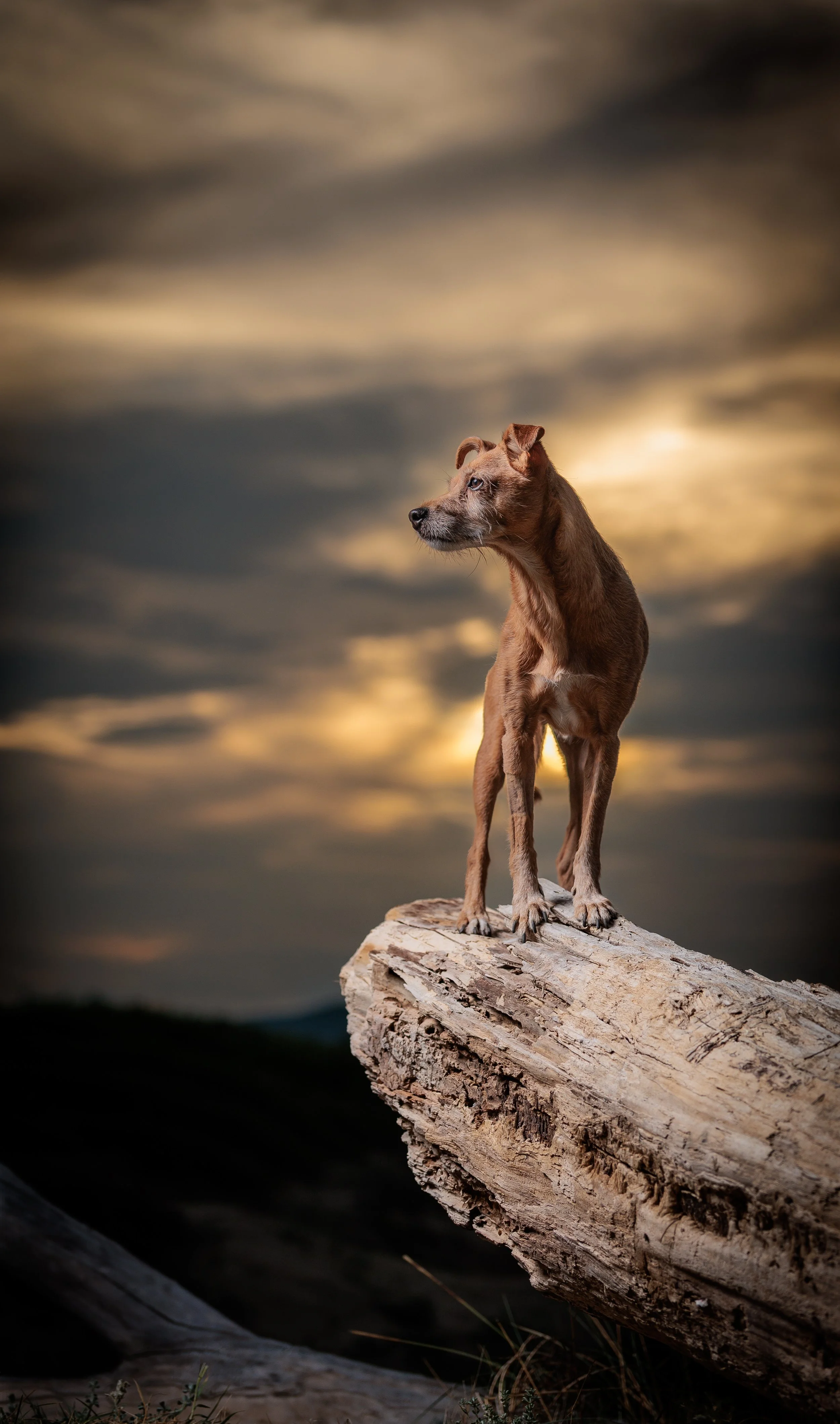 Perro de pie sobre tronco de árbol, mirando hacia la izquierda, con cielos nublados y sol en el fondo.